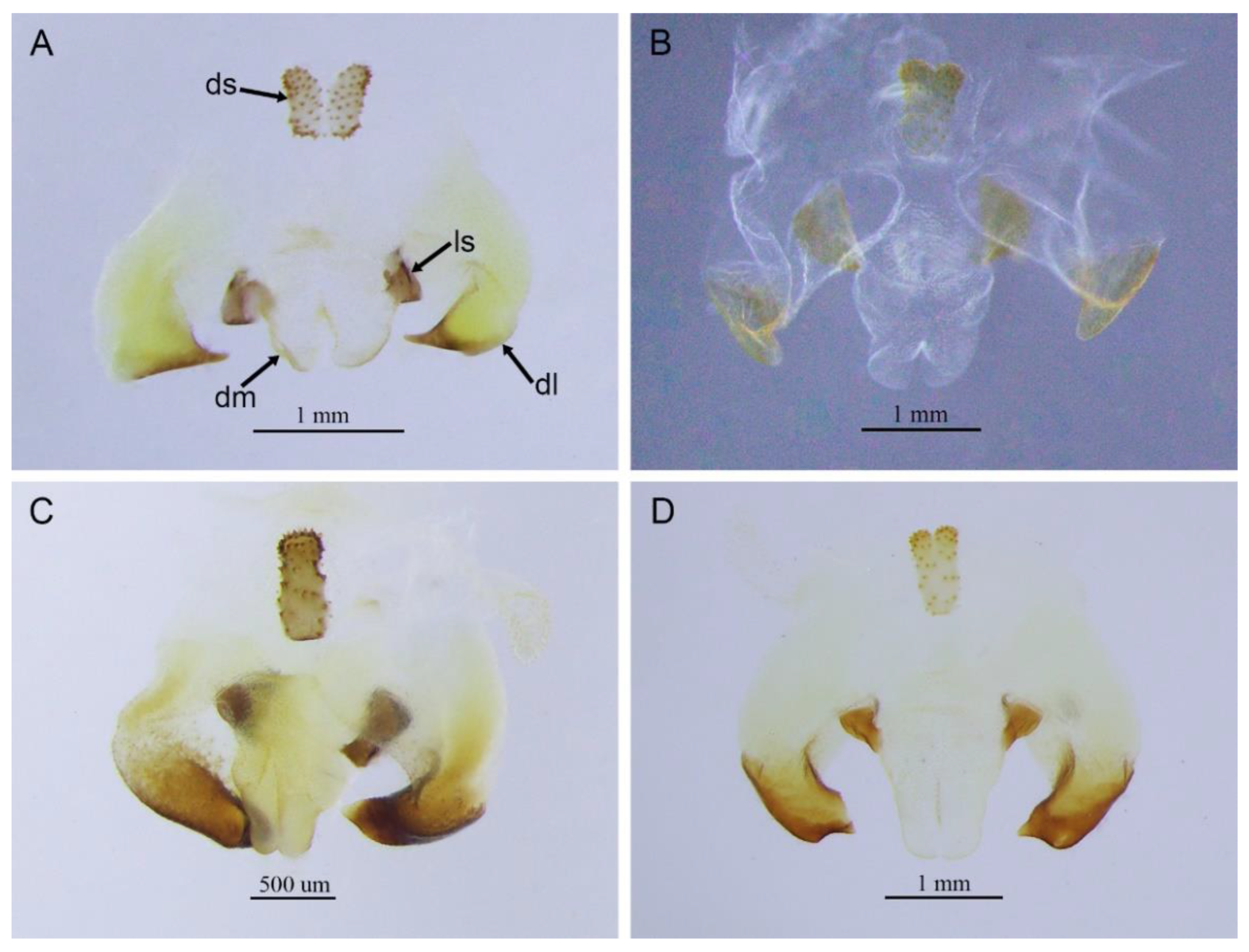 Insects 13 00628 g002 550