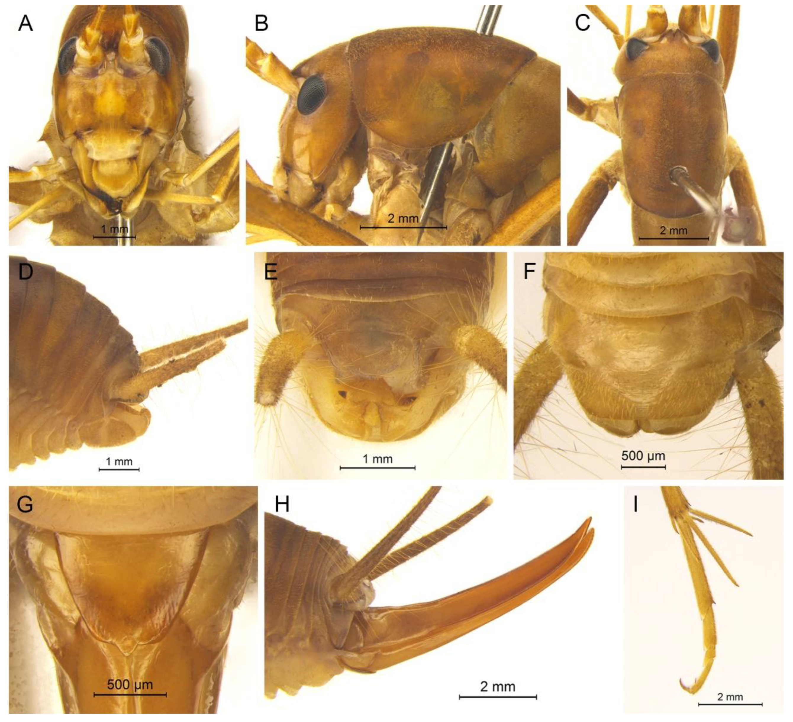 Insects 13 00628 g006 550