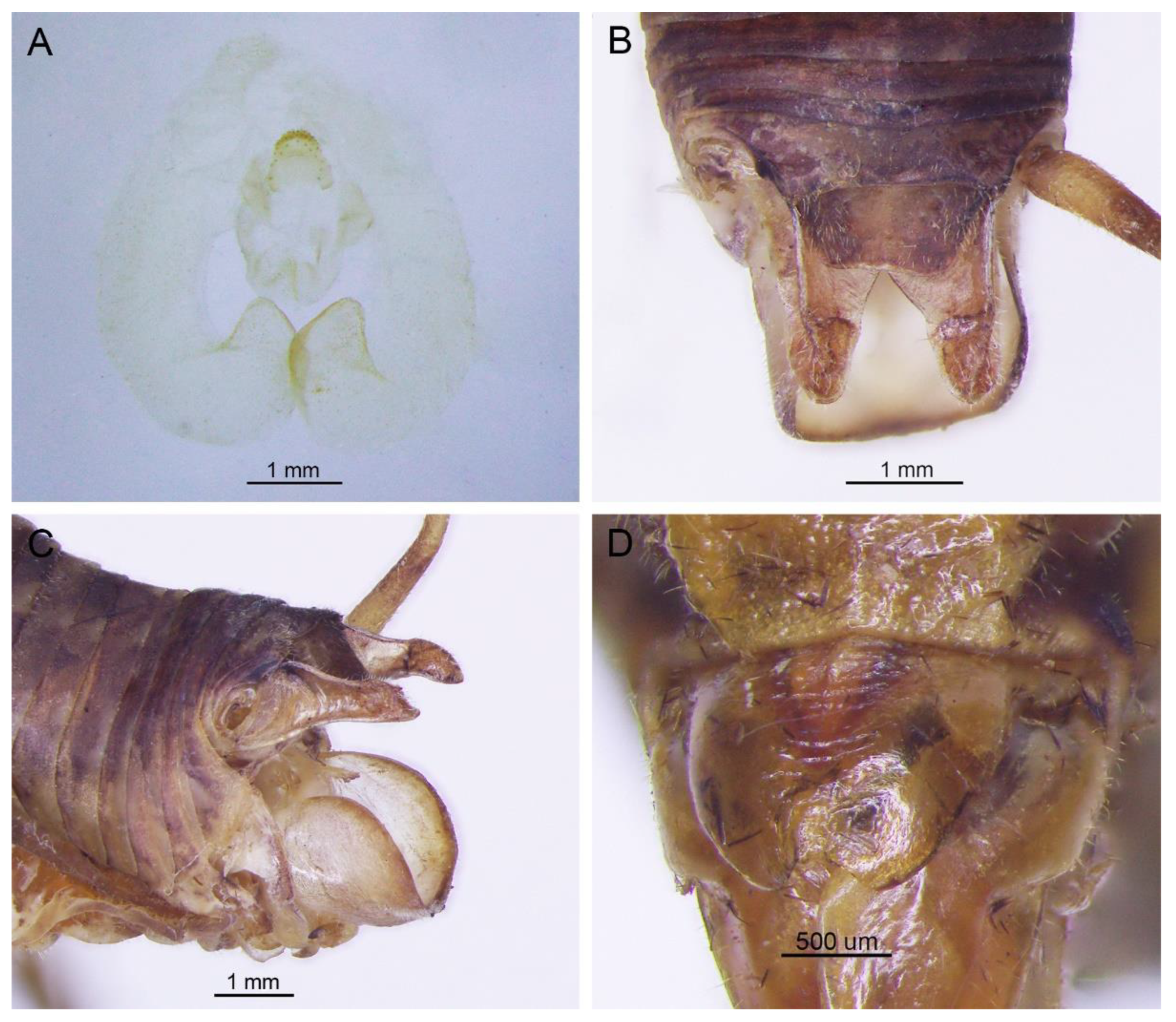 Insects 13 00628 g008 550