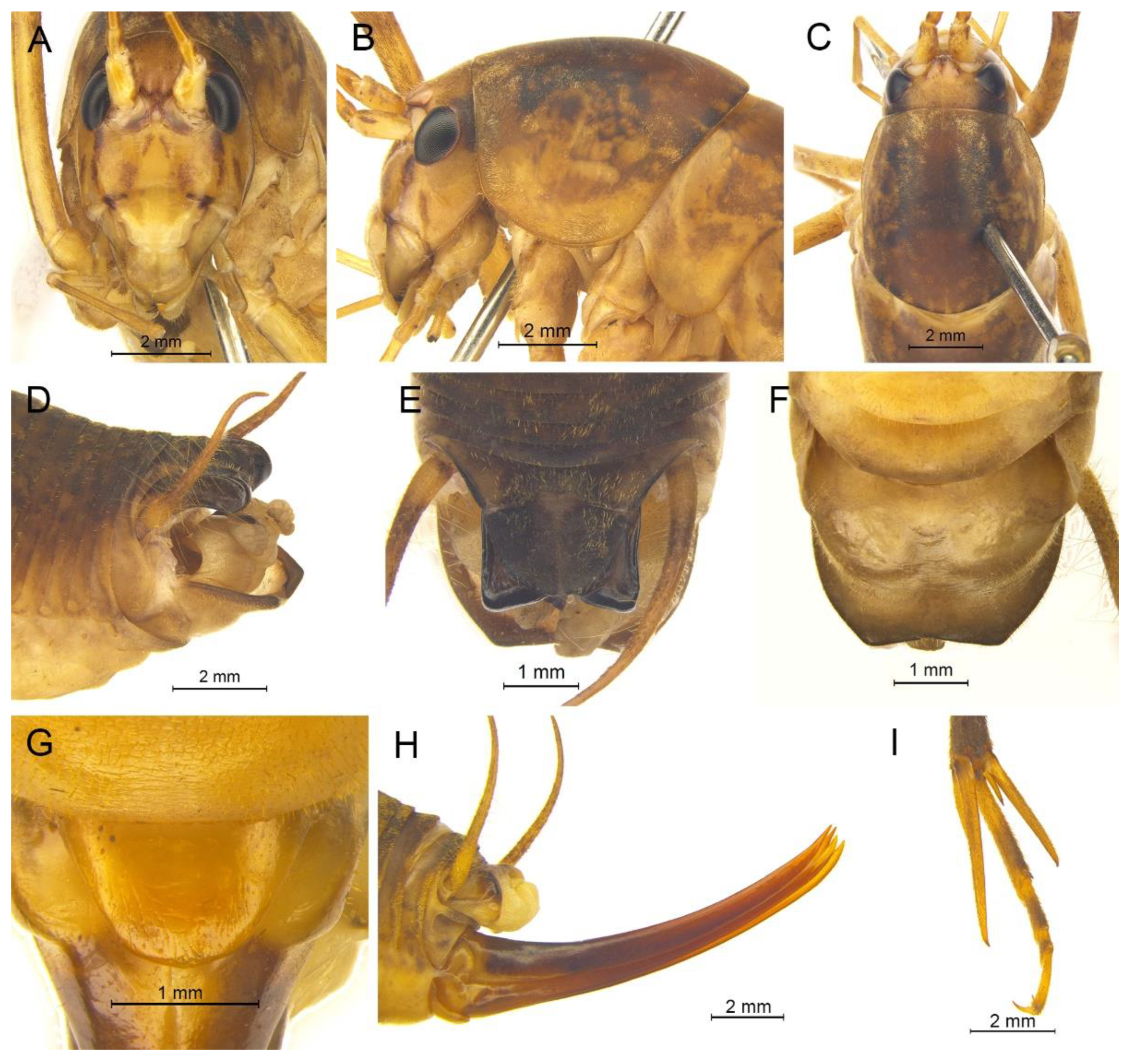 Insects 13 00628 g010 550