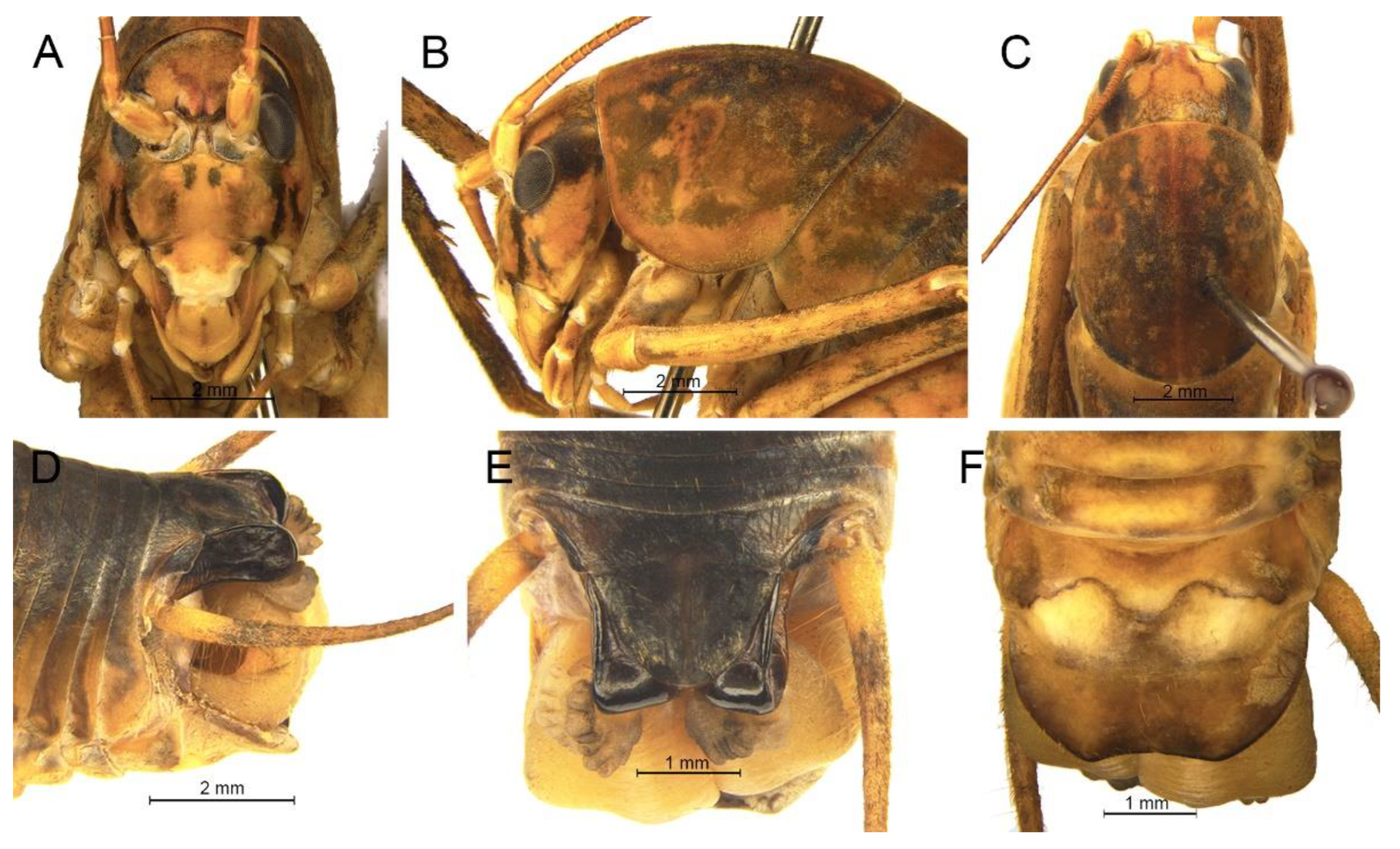 Insects 13 00628 g011 550