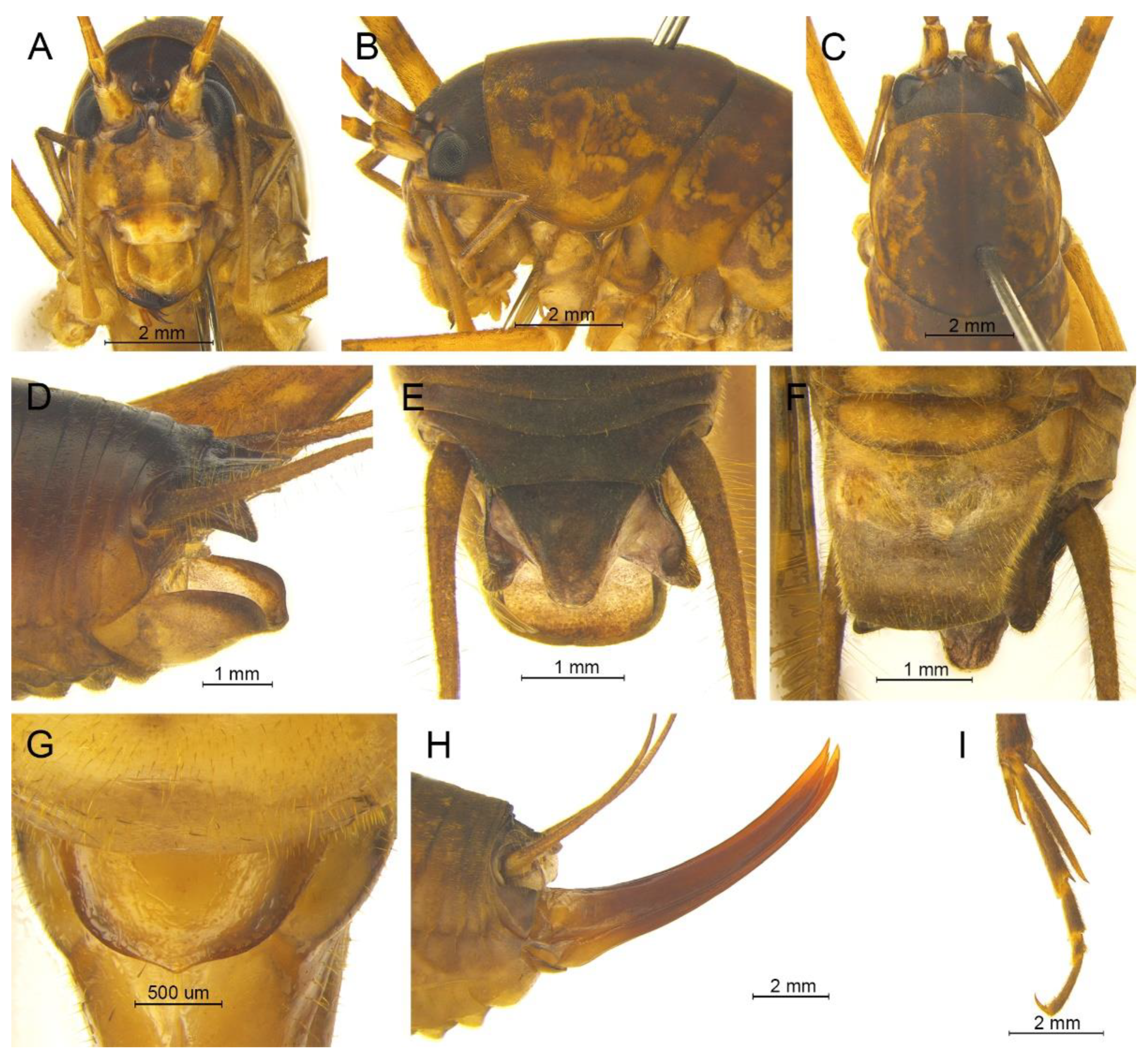 Insects 13 00628 g014 550