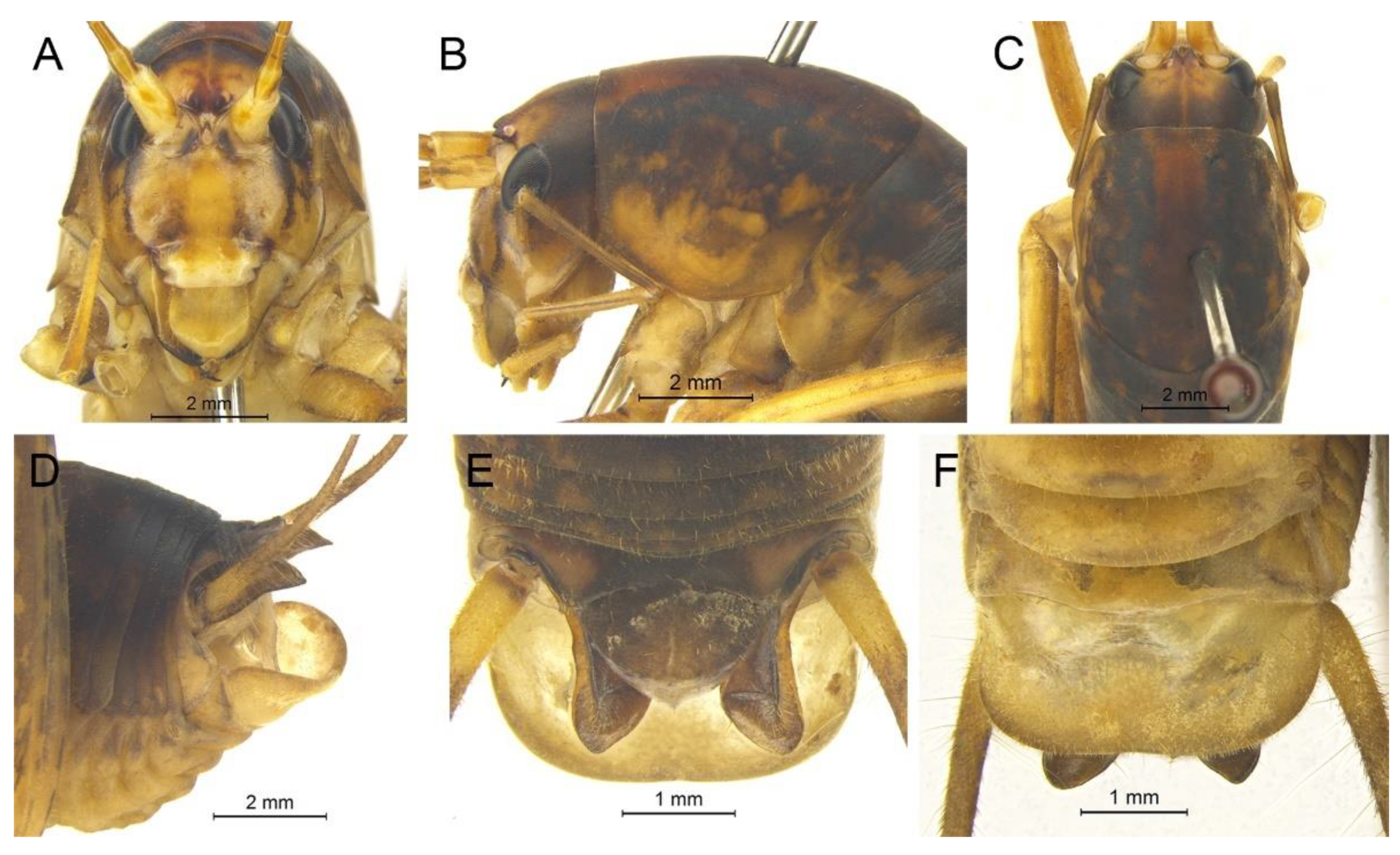 Insects 13 00628 g015 550