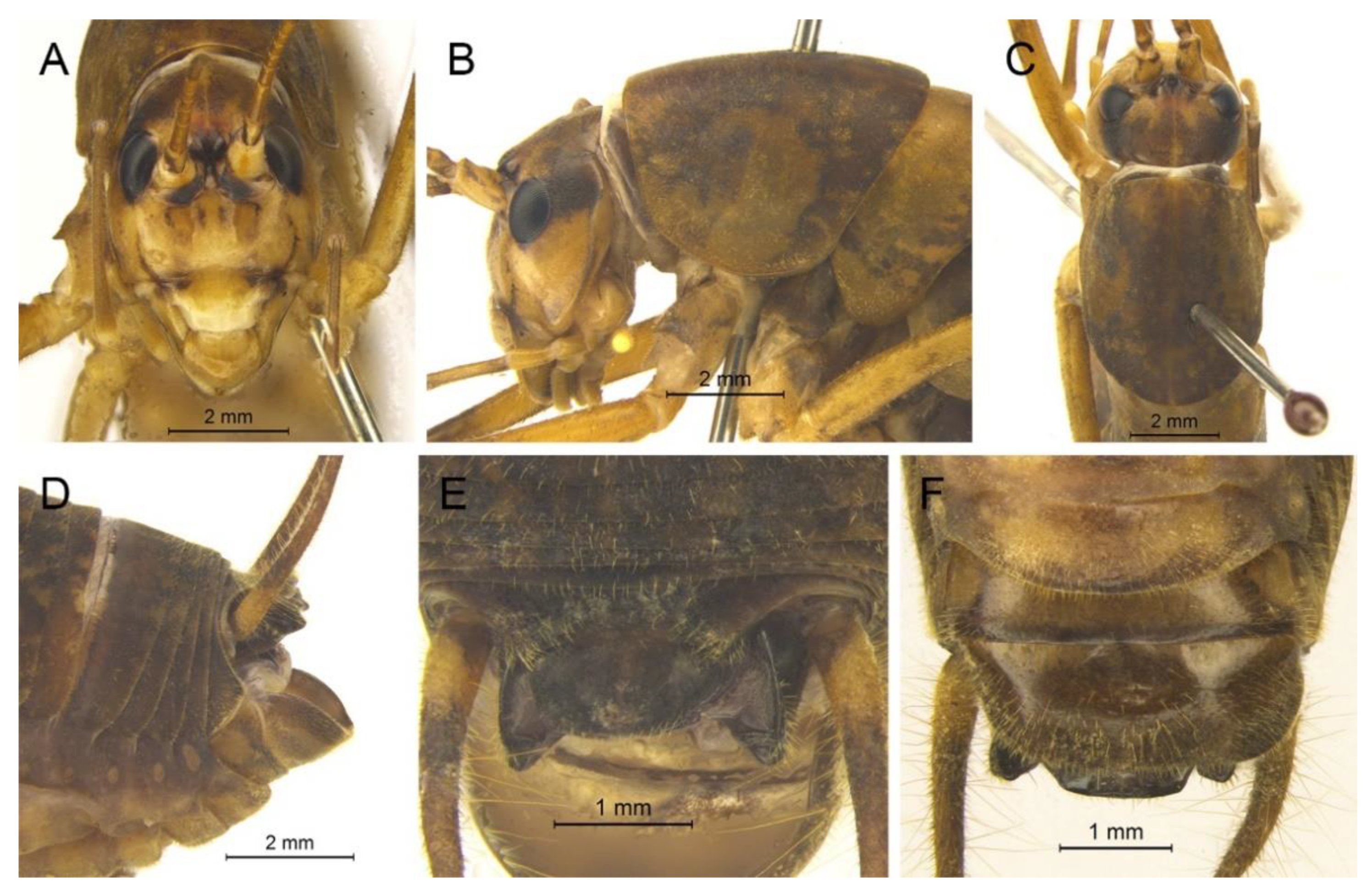 Insects 13 00628 g017 550