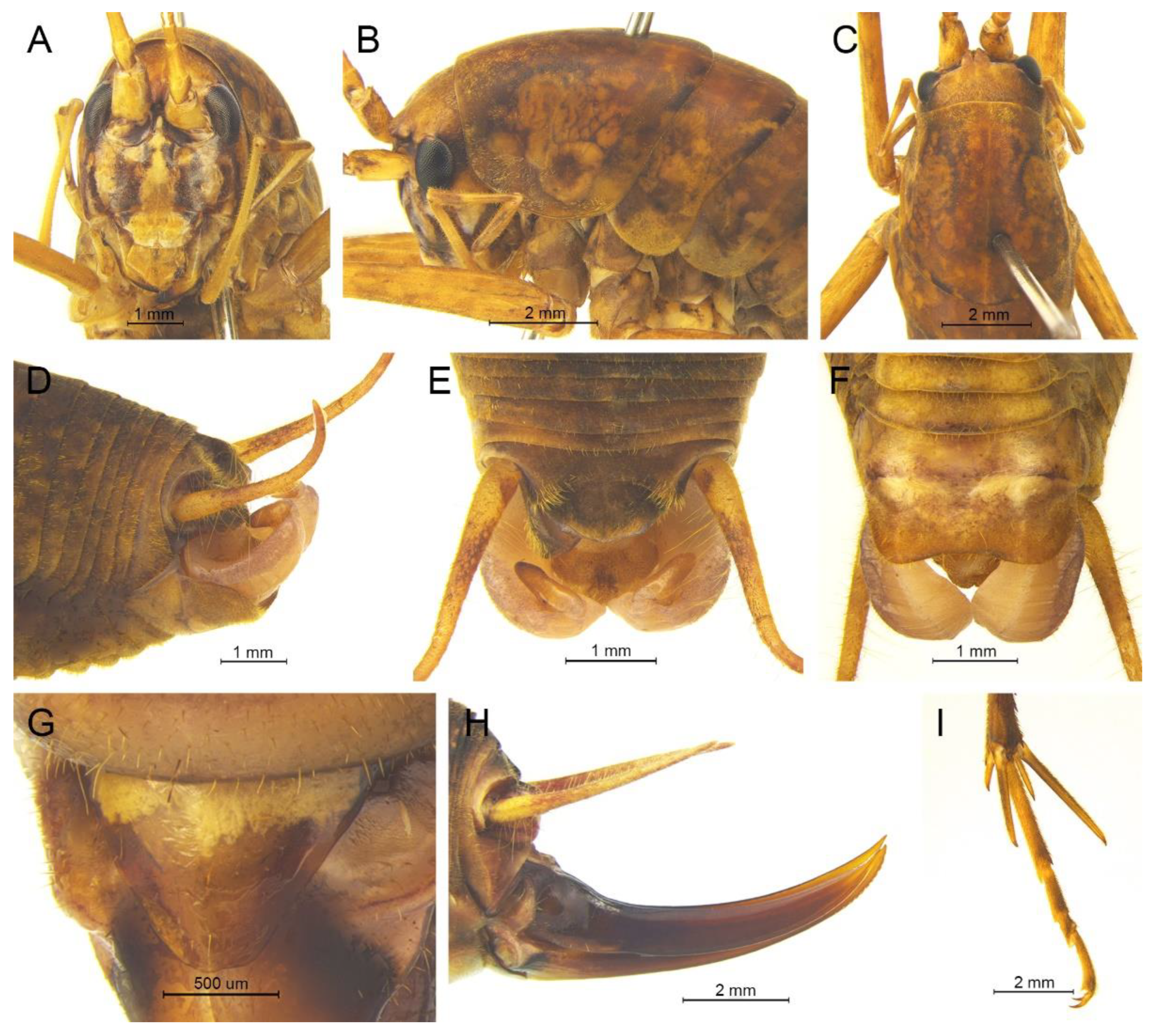 Insects 13 00628 g018 550