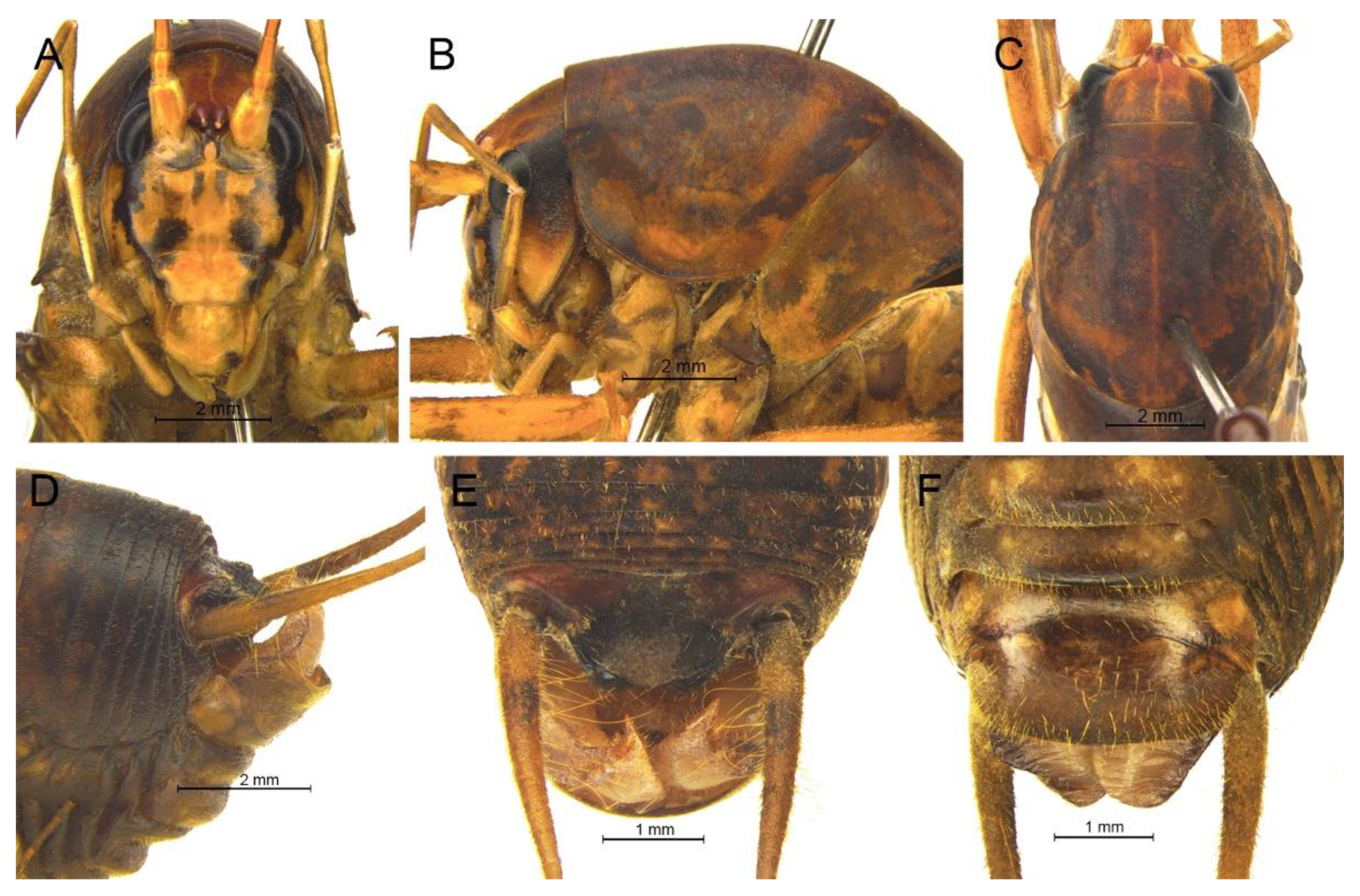 Insects 13 00628 g021 550