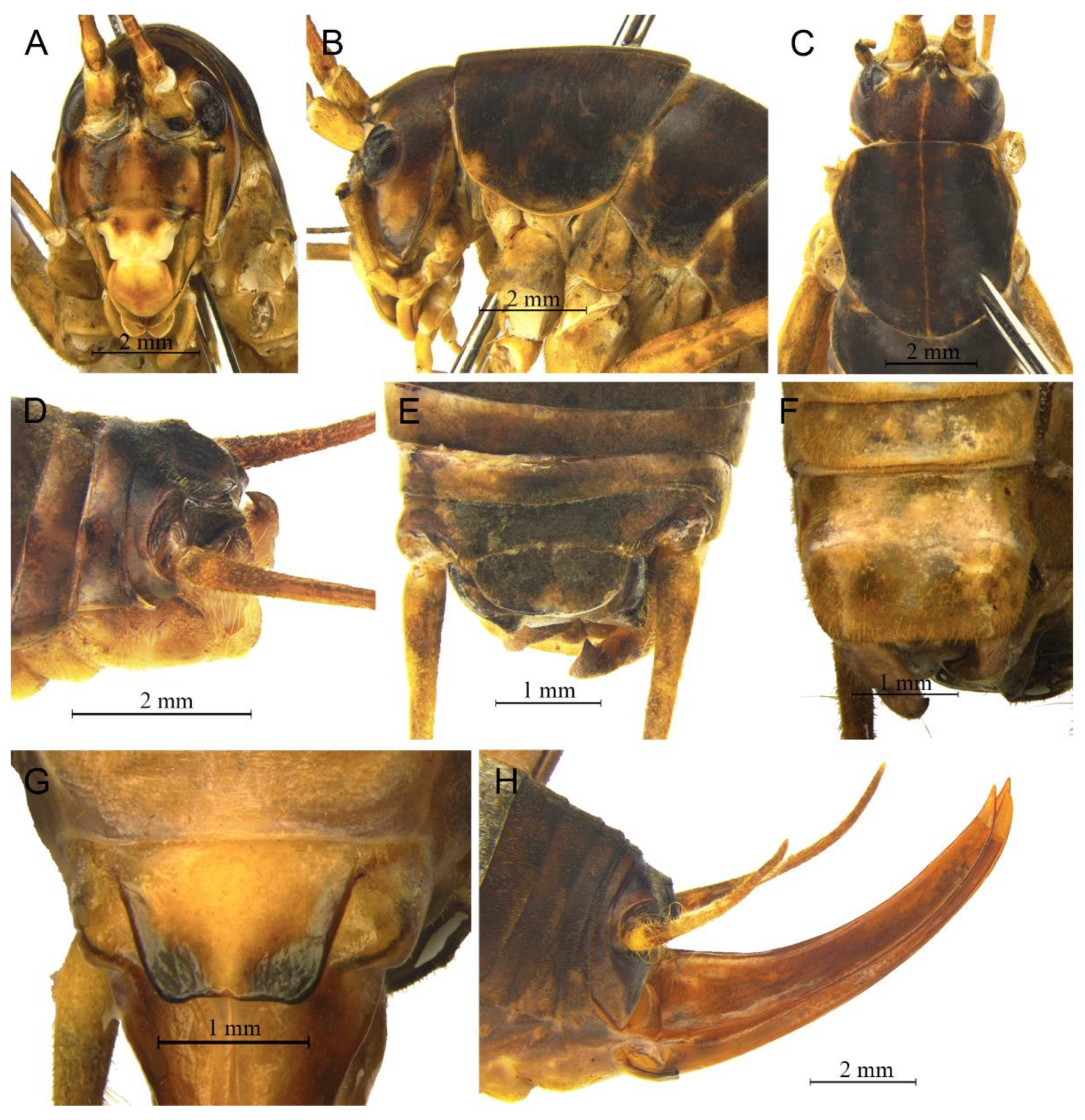 Insects 13 00628 g022 550