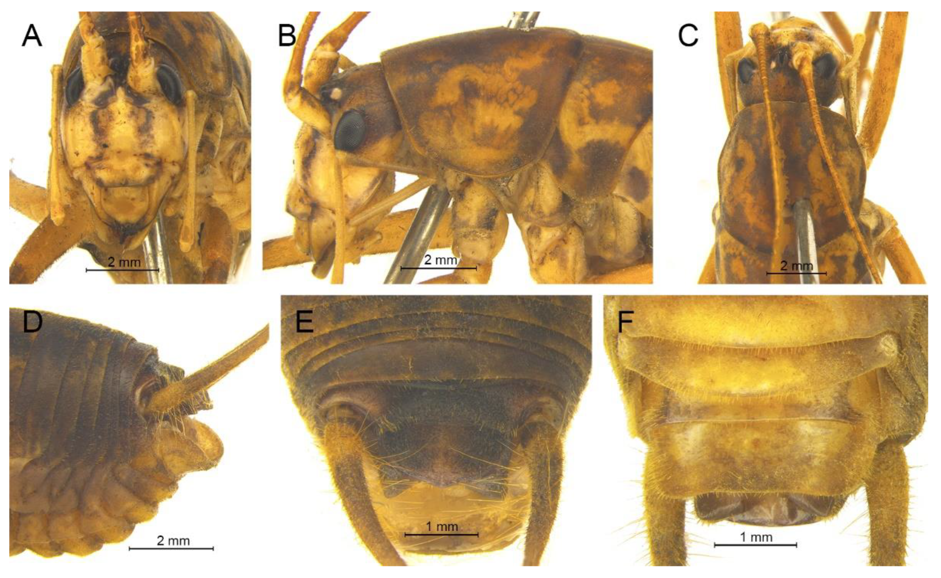 Insects 13 00628 g023 550