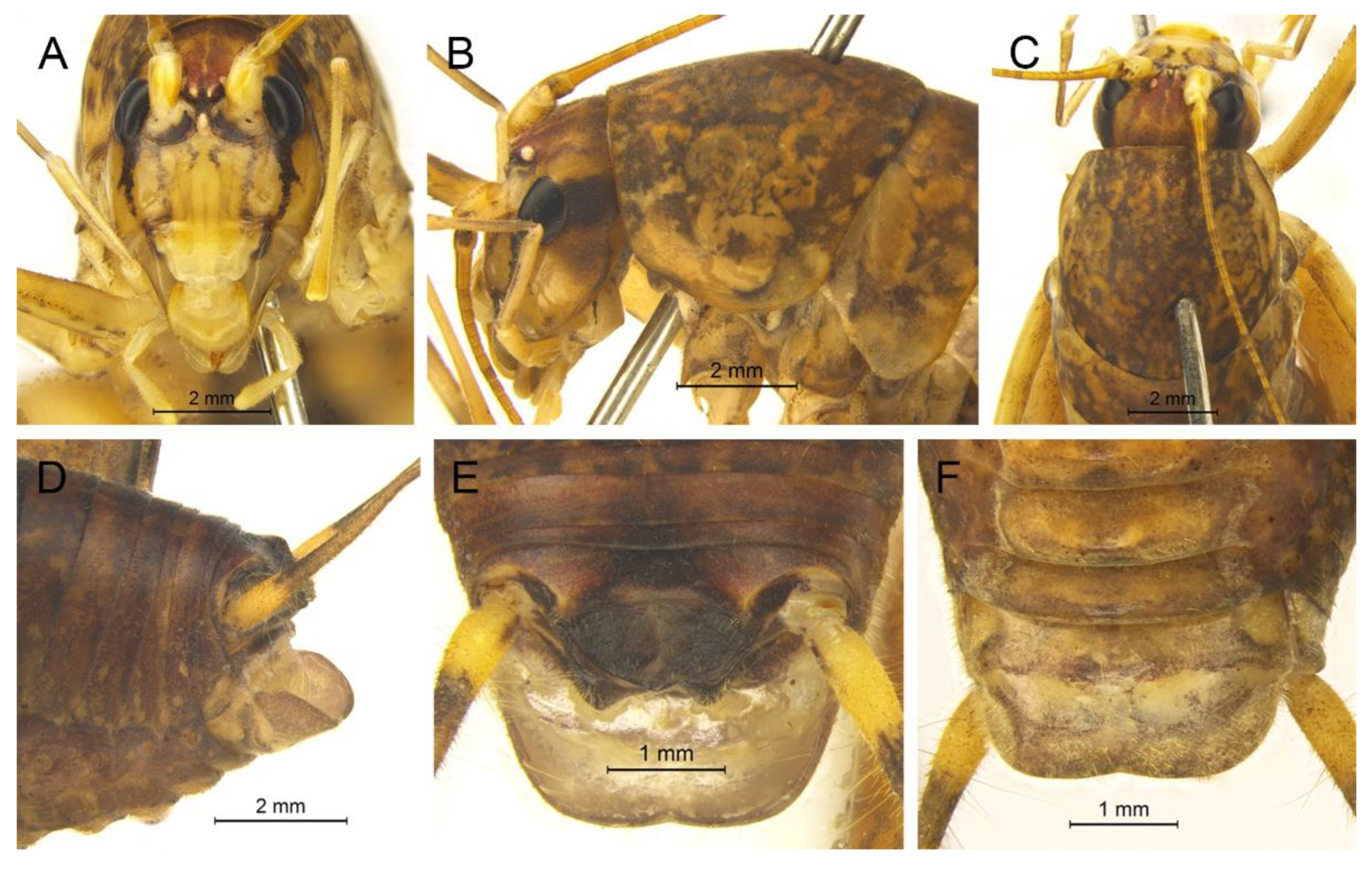 Insects 13 00628 g026 550