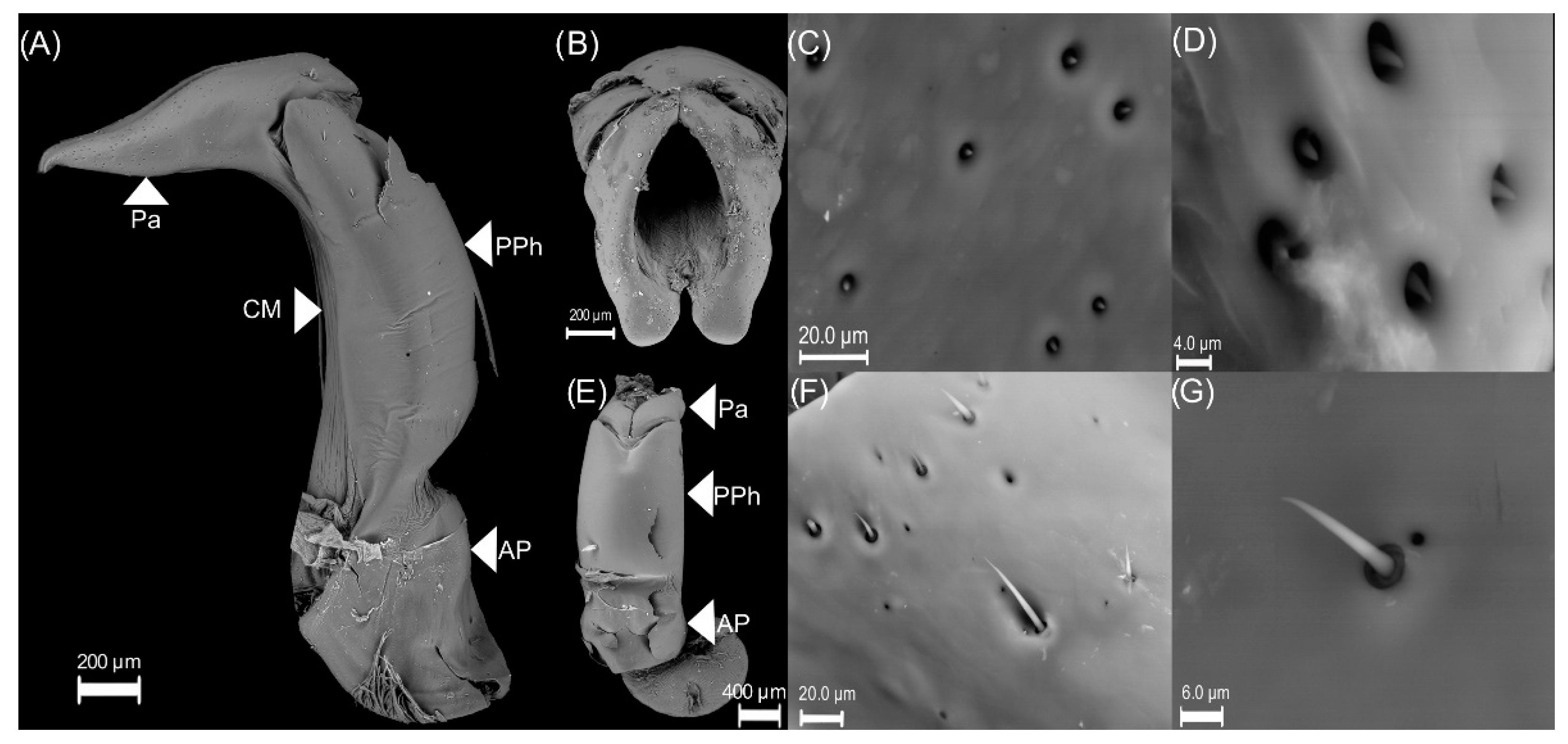 Insects 13 00638 g003 Insects 13 00638 g003