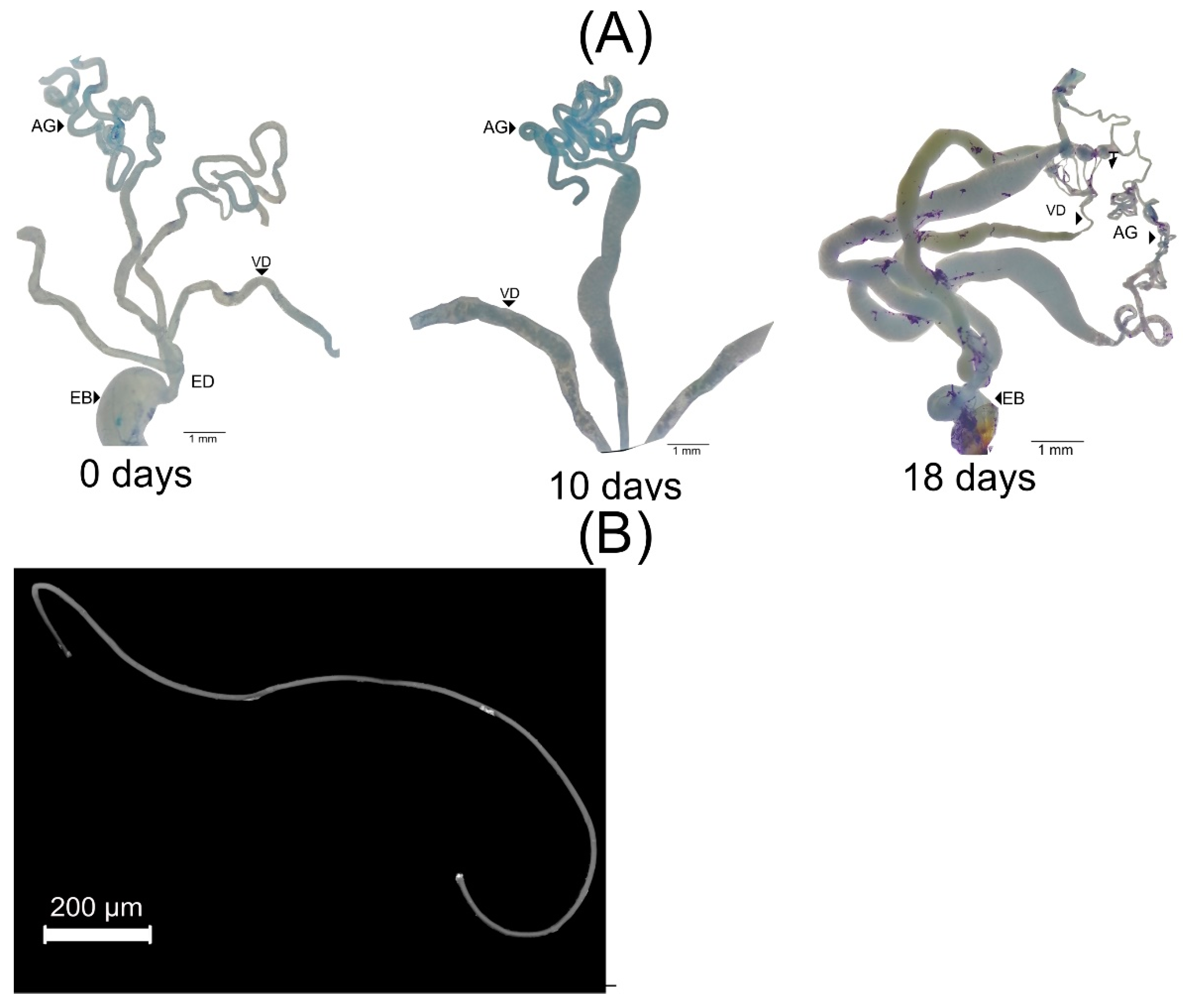 Insects 13 00638 g004 Insects 13 00638 g004