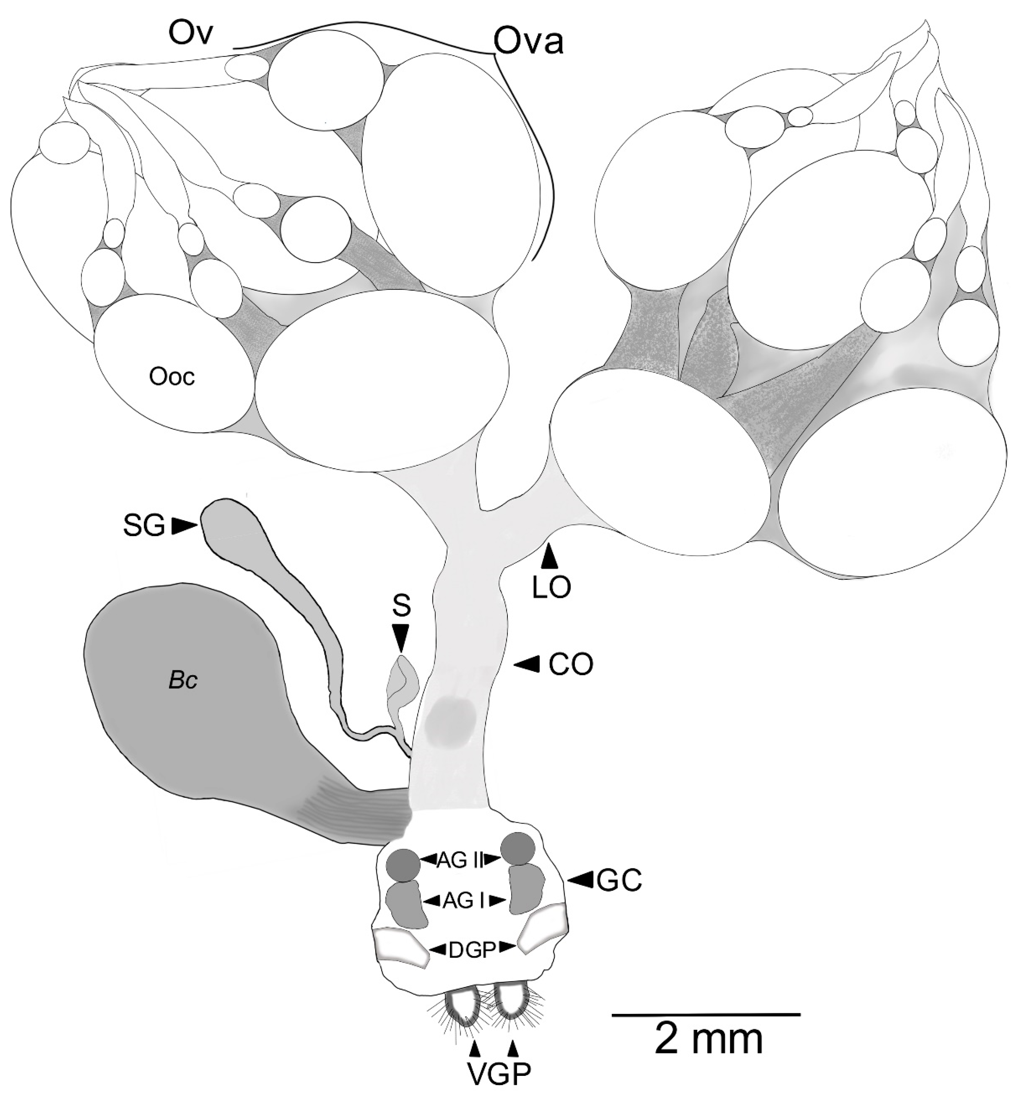Insects 13 00638 g005 Insects 13 00638 g005