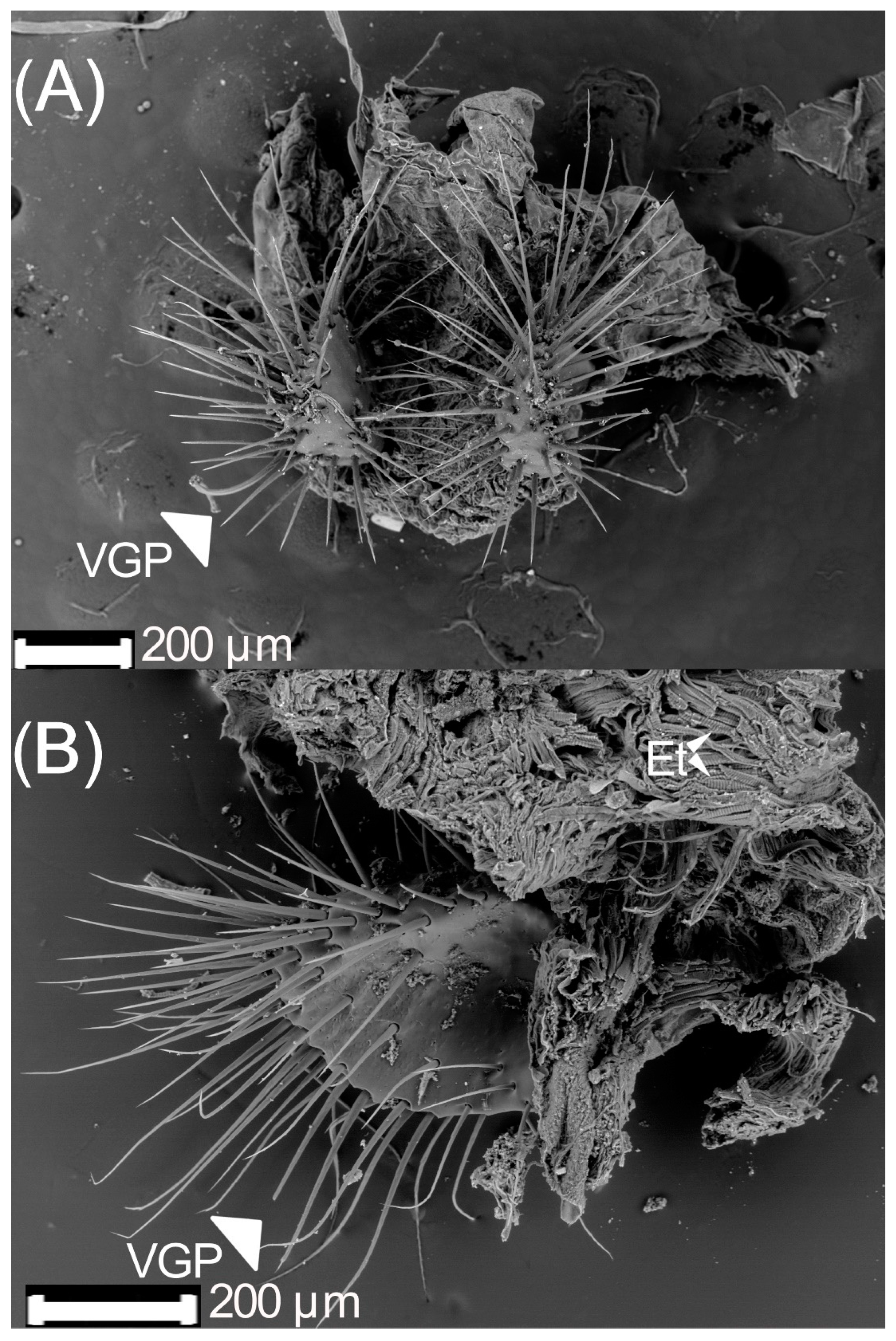 Insects 13 00638 g007 Insects 13 00638 g007