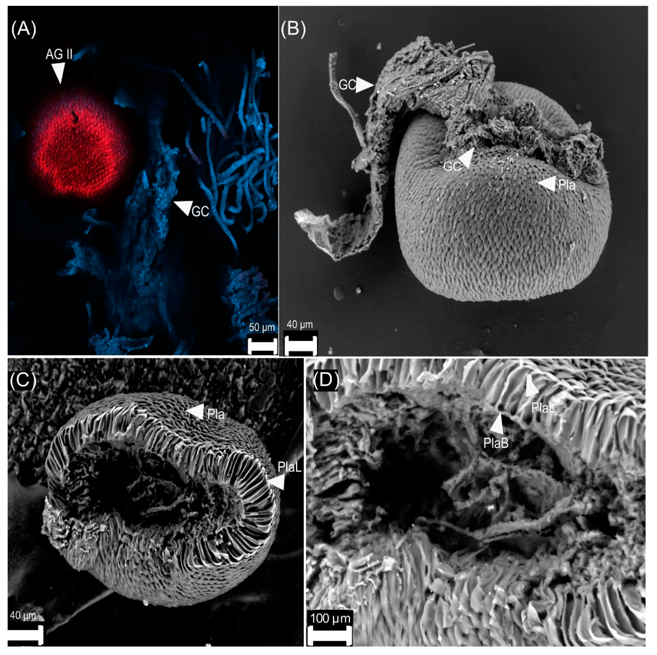 Insects 13 00638 g008 Insects 13 00638 g008
