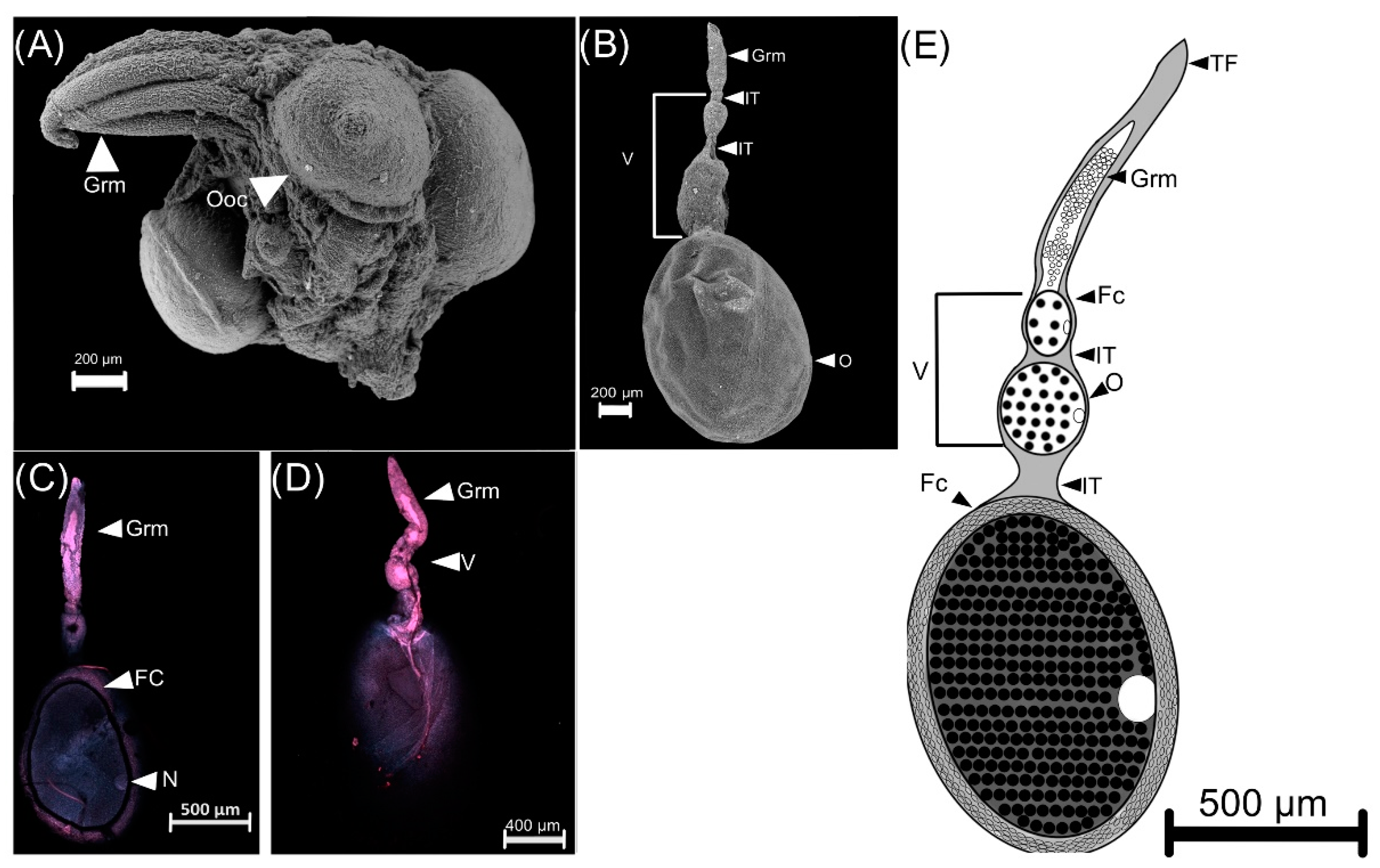 Insects 13 00638 g009 Insects 13 00638 g009