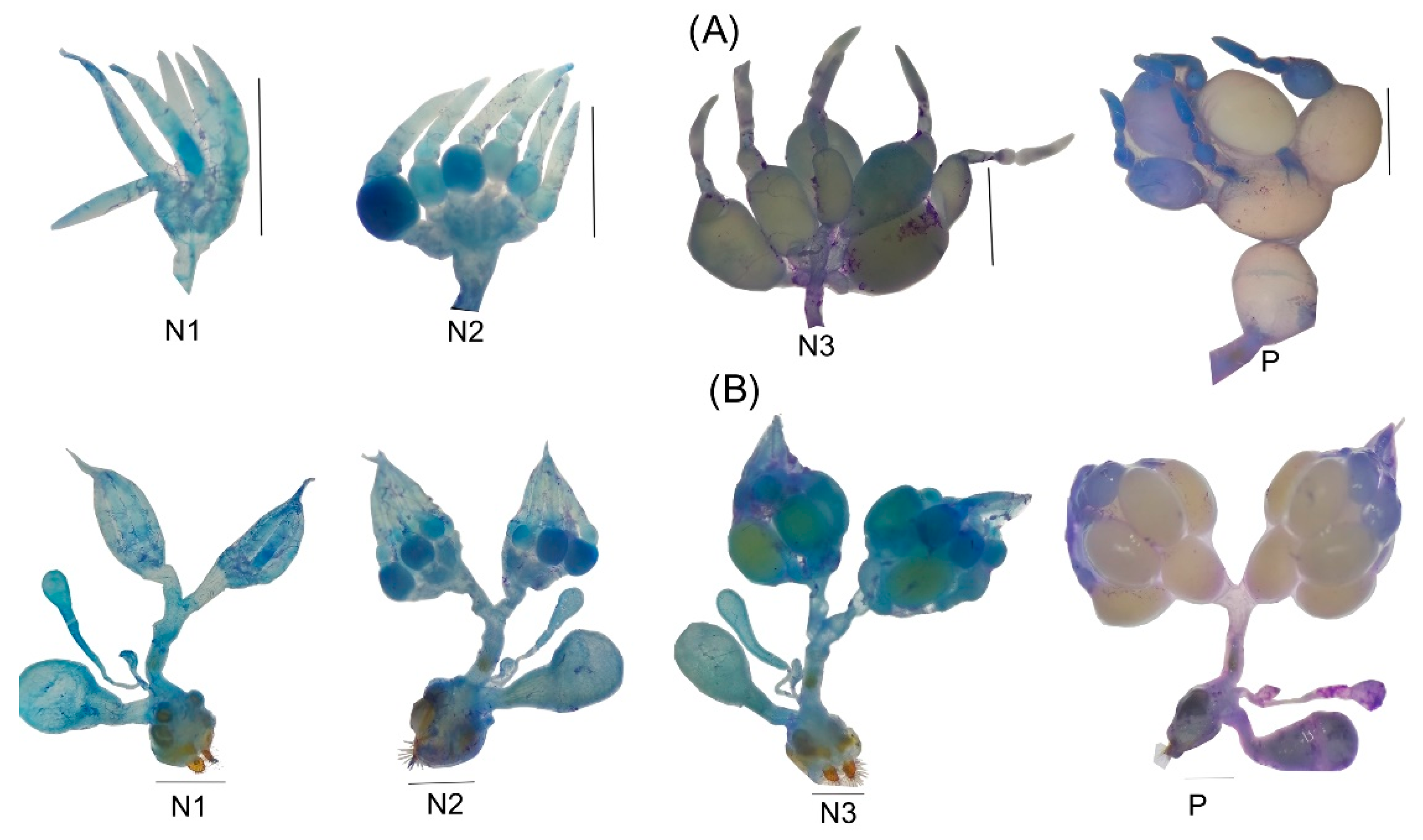 Insects 13 00638 g010 Insects 13 00638 g010