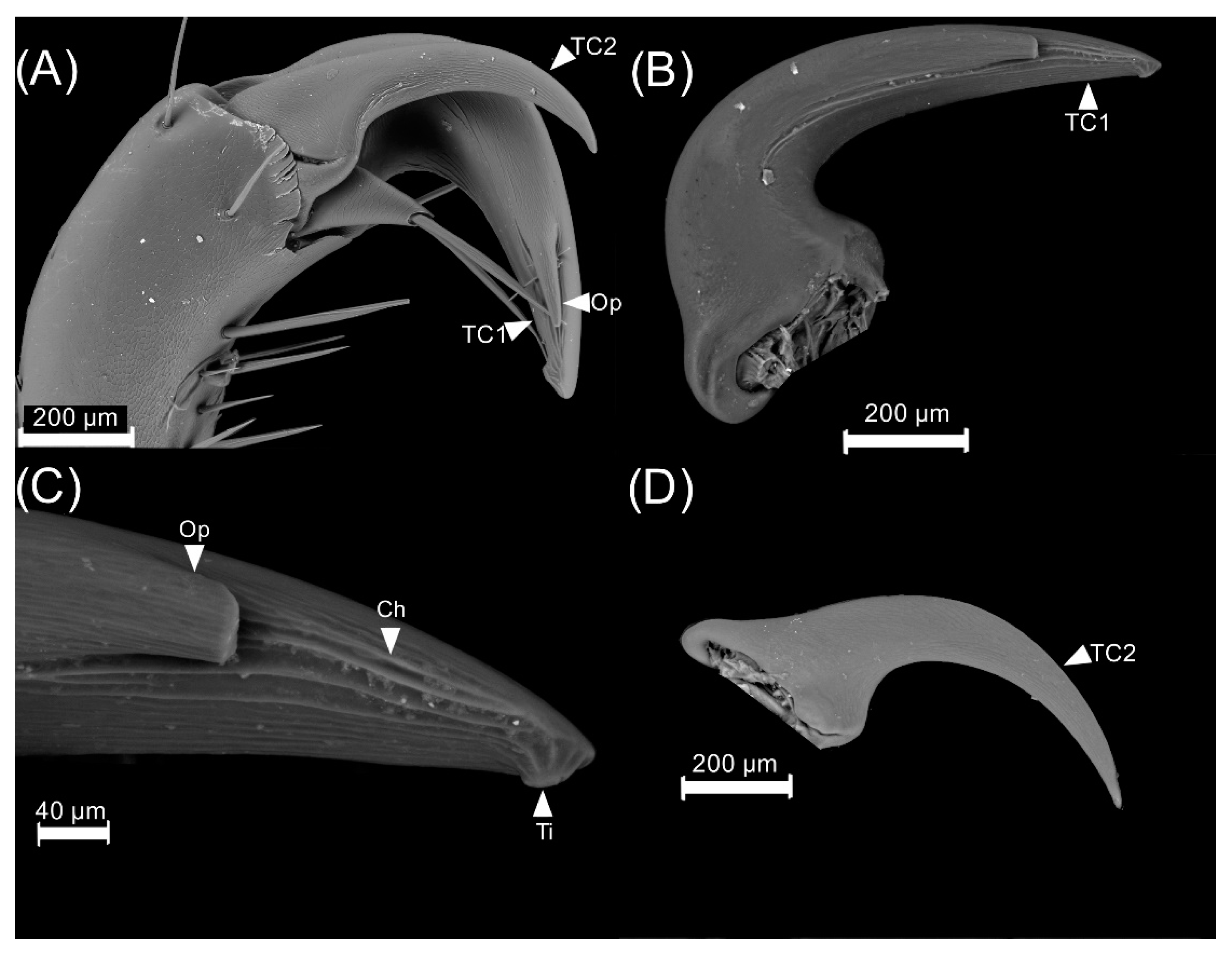 Insects 13 00638 g012 Insects 13 00638 g012