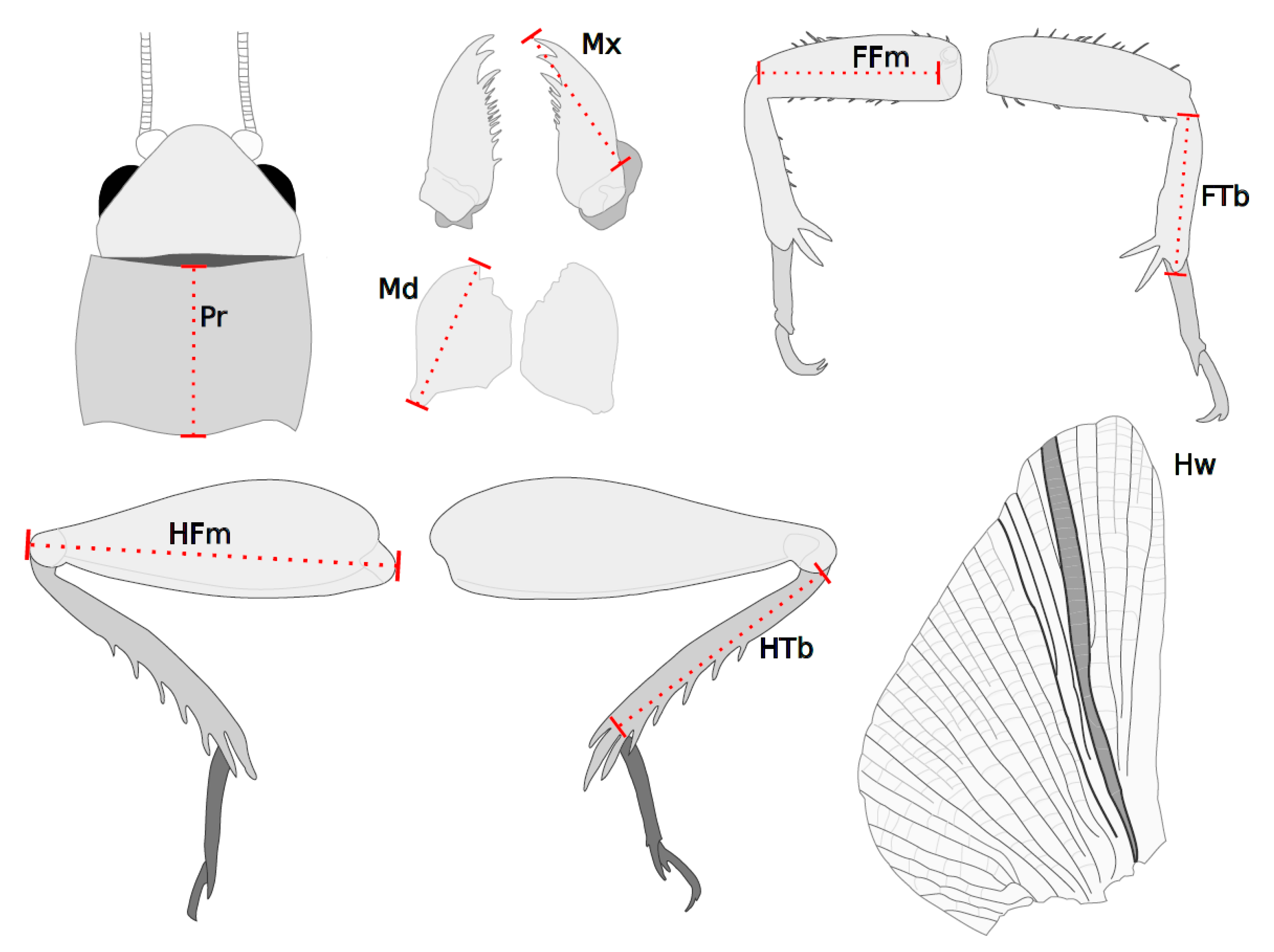 Insects 13 00640 g001 550