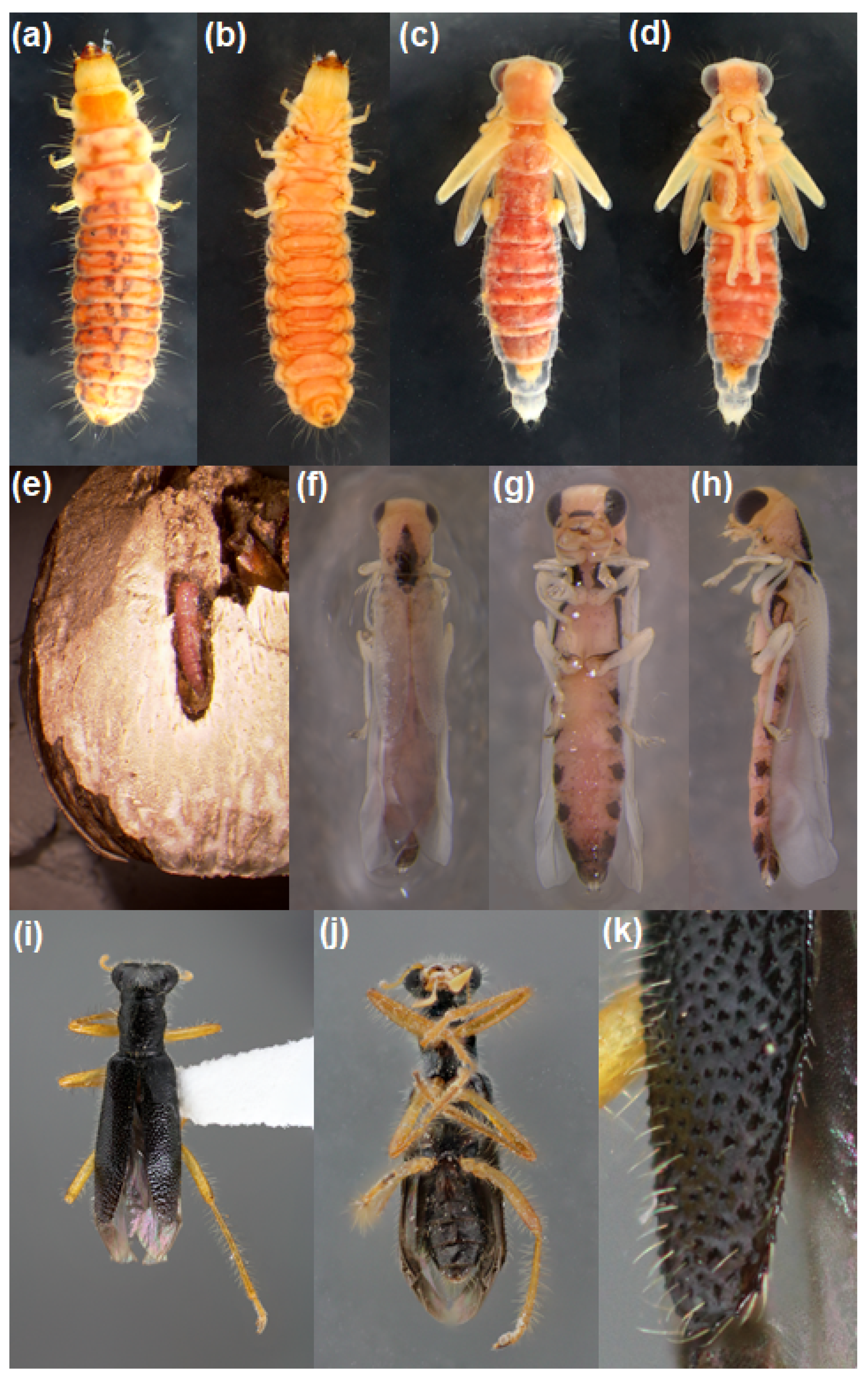 Insects 13 00646 g002