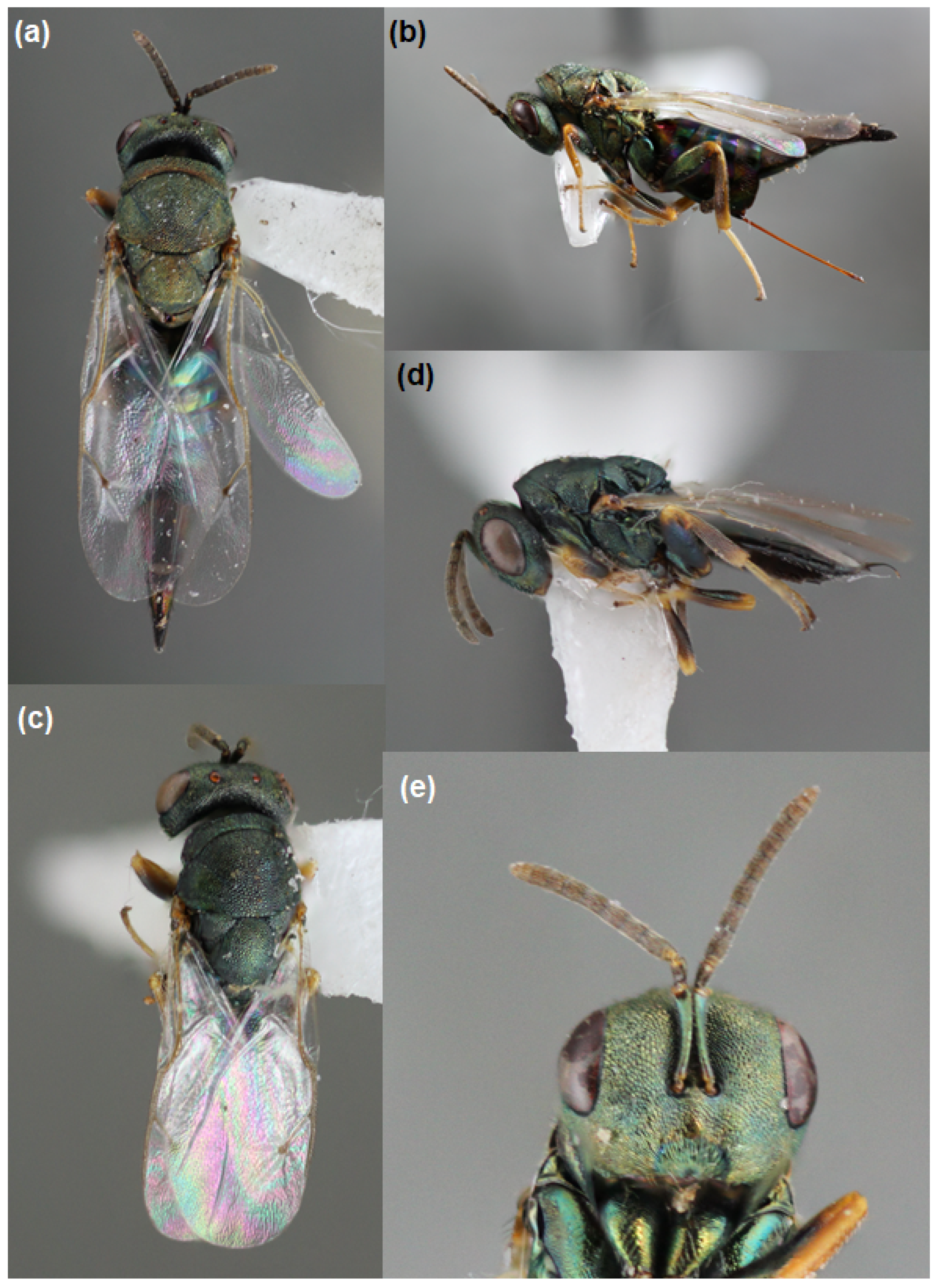 Insects 13 00646 g003