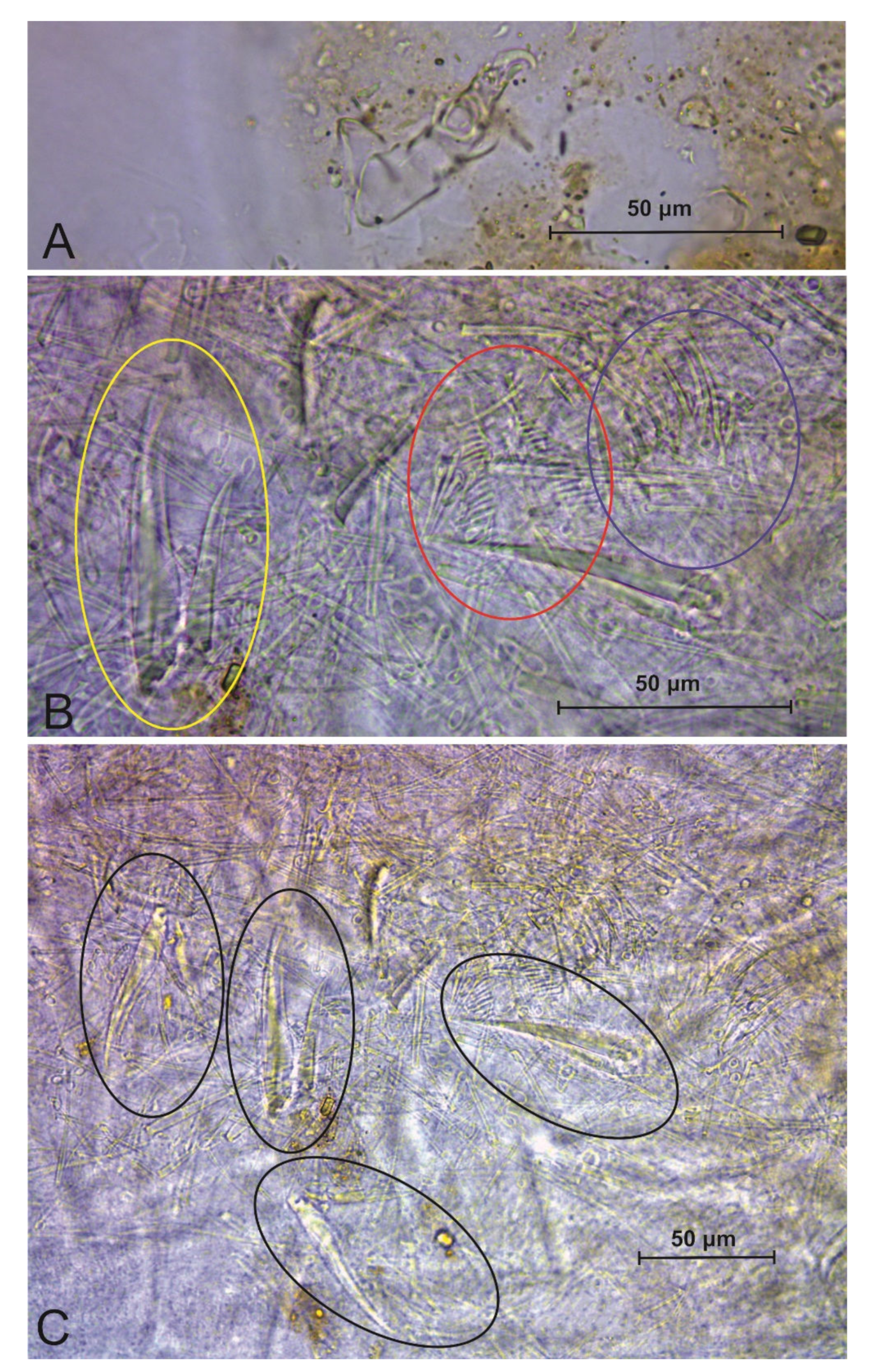 Insects 13 00650 g010 Insects 13 00650 g010