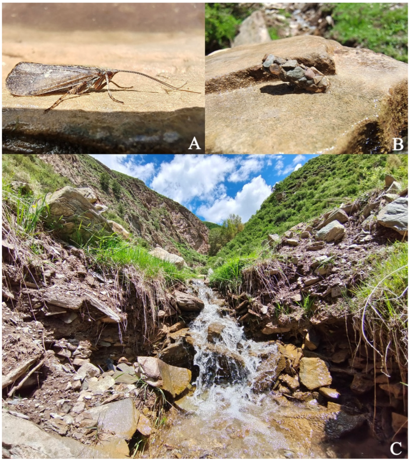 Insects 13 00653 g001 550