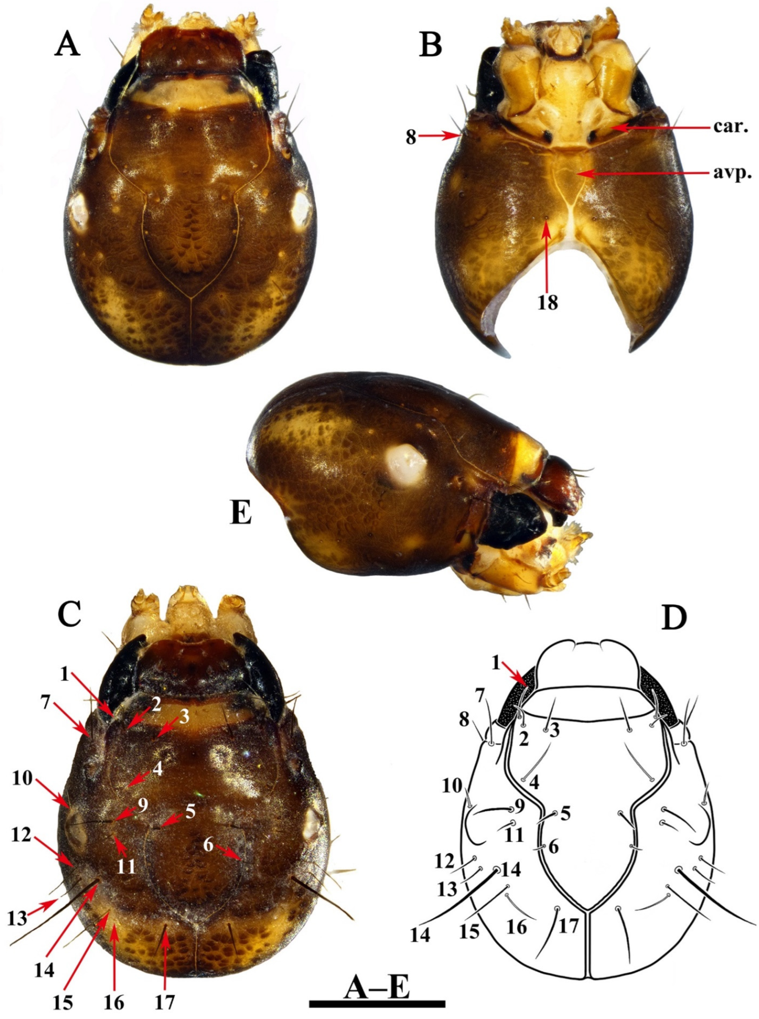 Insects 13 00653 g007 550