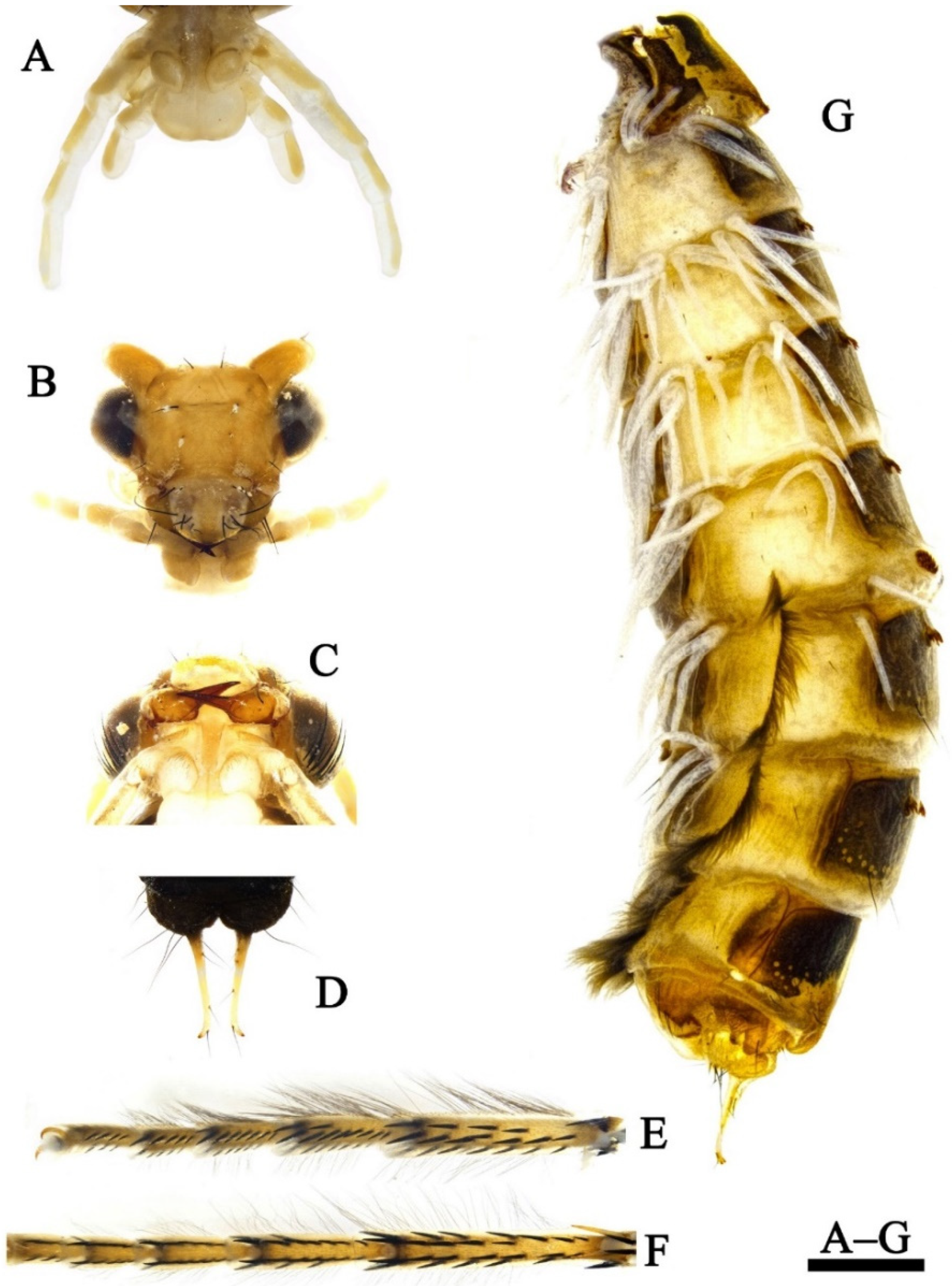 Insects 13 00653 g012 550