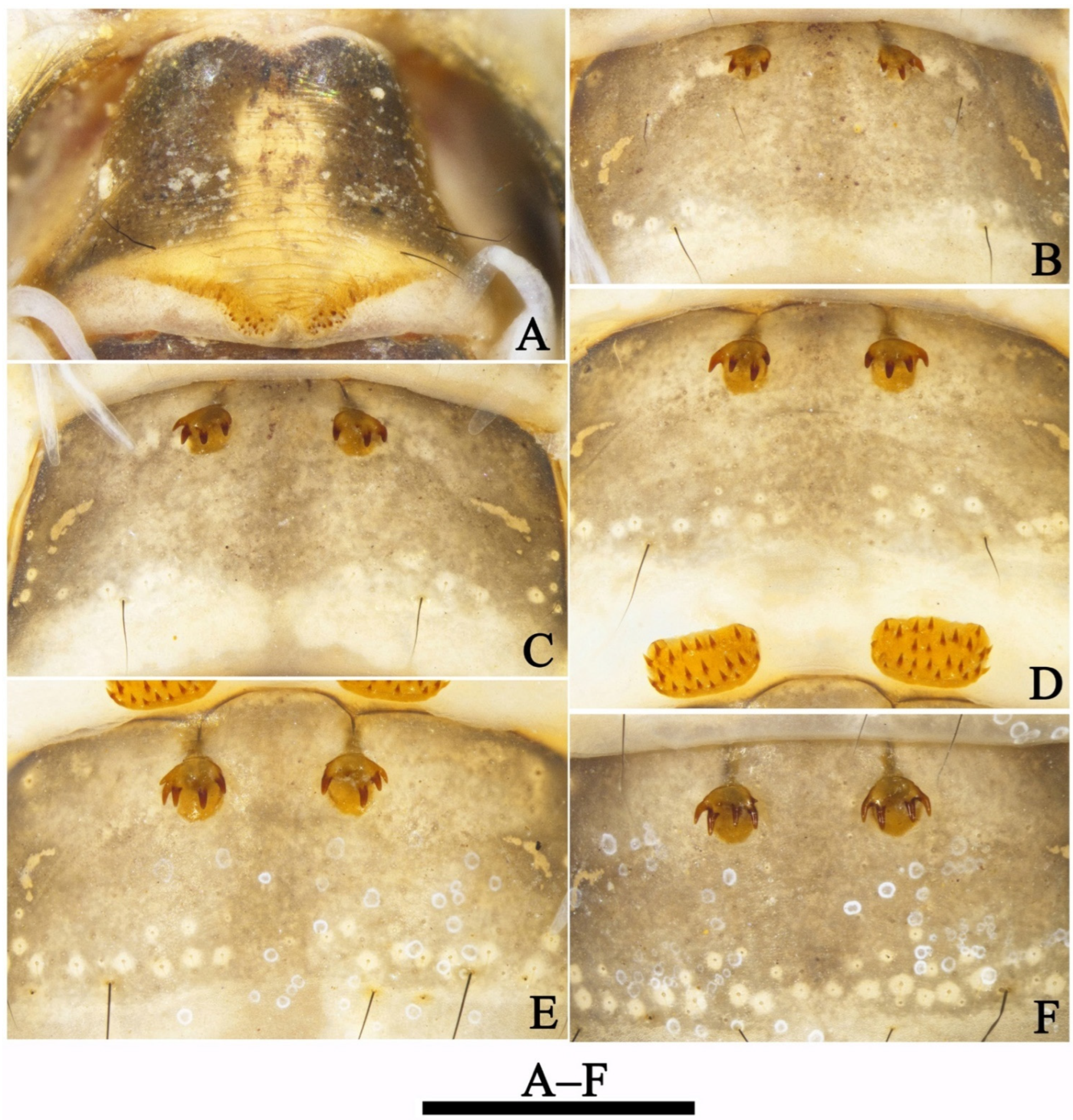 Insects 13 00653 g013 550