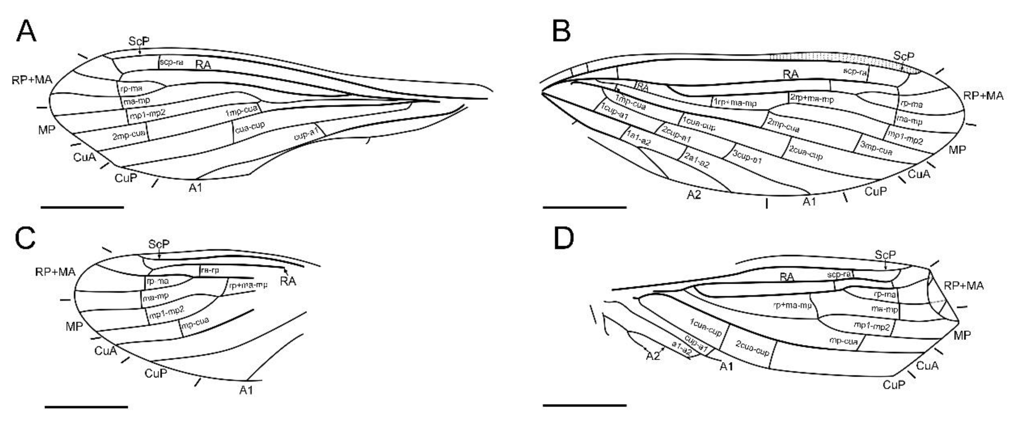 A New Cretaceous Dustywing Genus (Neuroptera: Coniopterygidae) with ...
