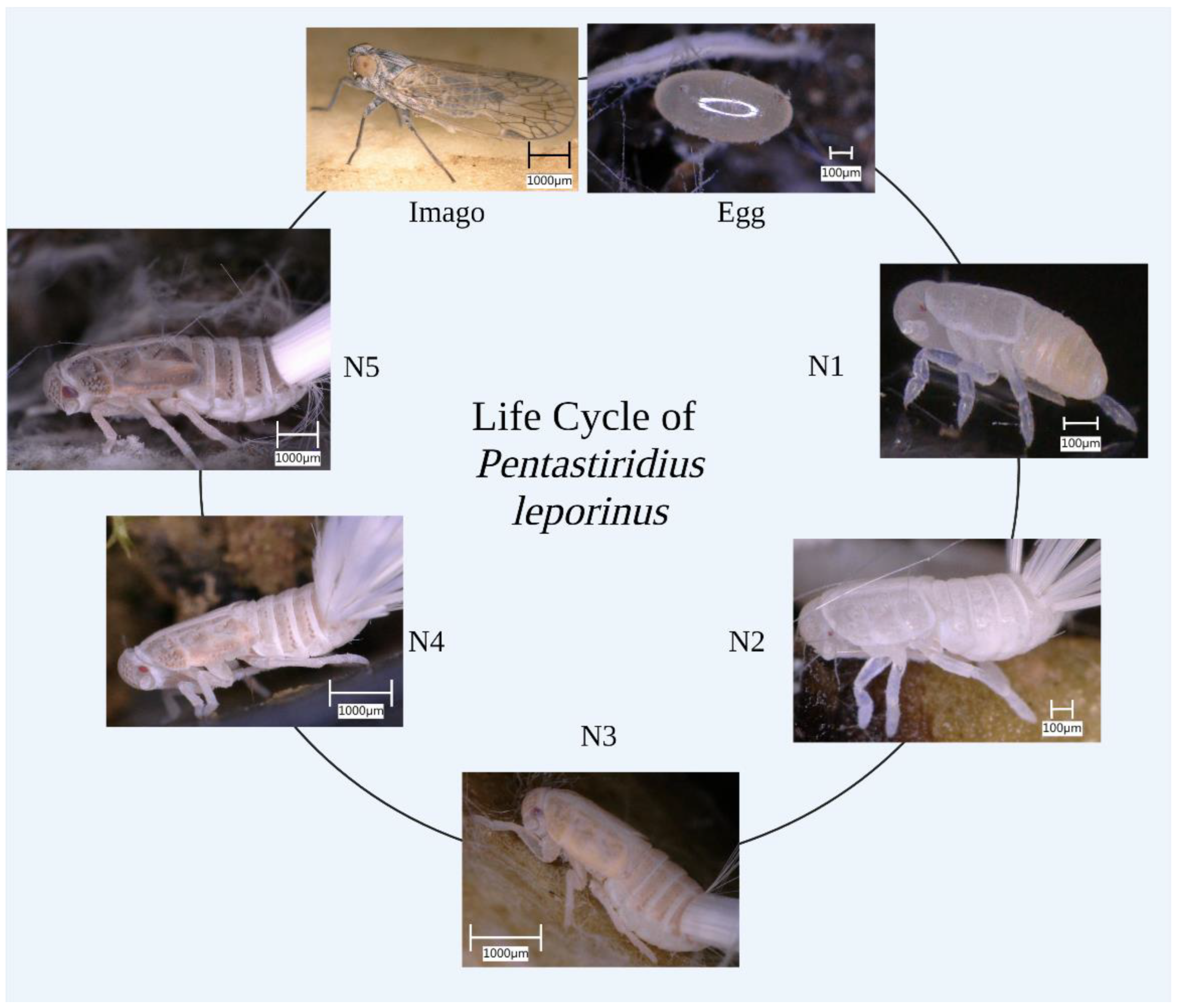 Insects 13 00656 g001
