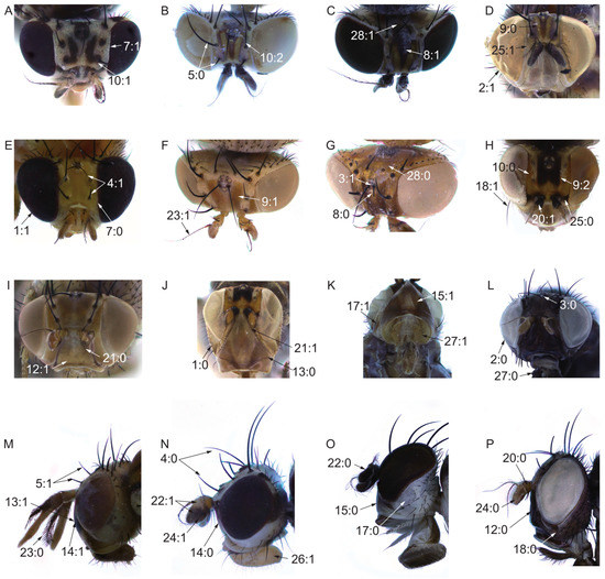 Insects | An Open Access Journal from MDPI