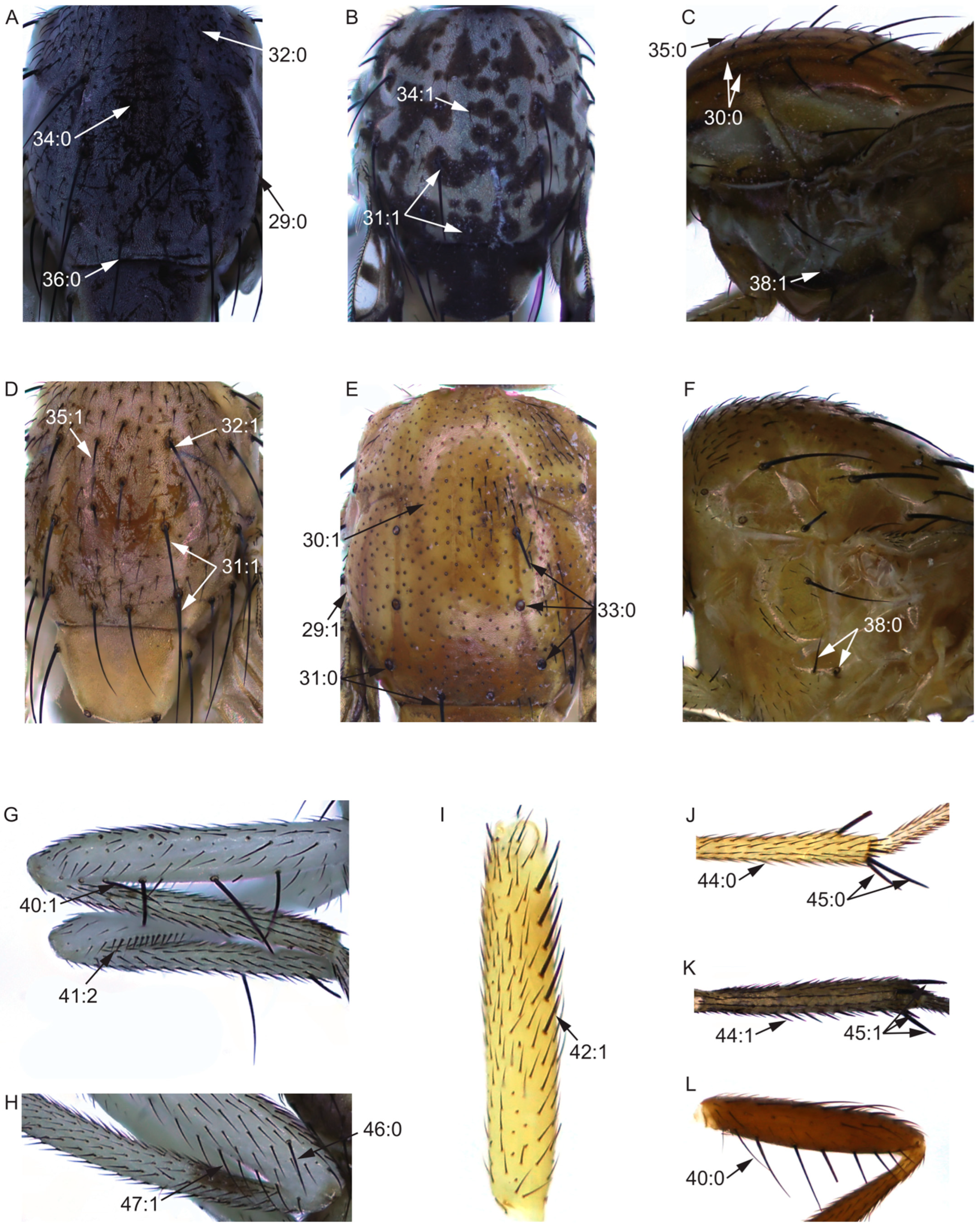 Insects 13 00665 g003 Insects 13 00665 g003
