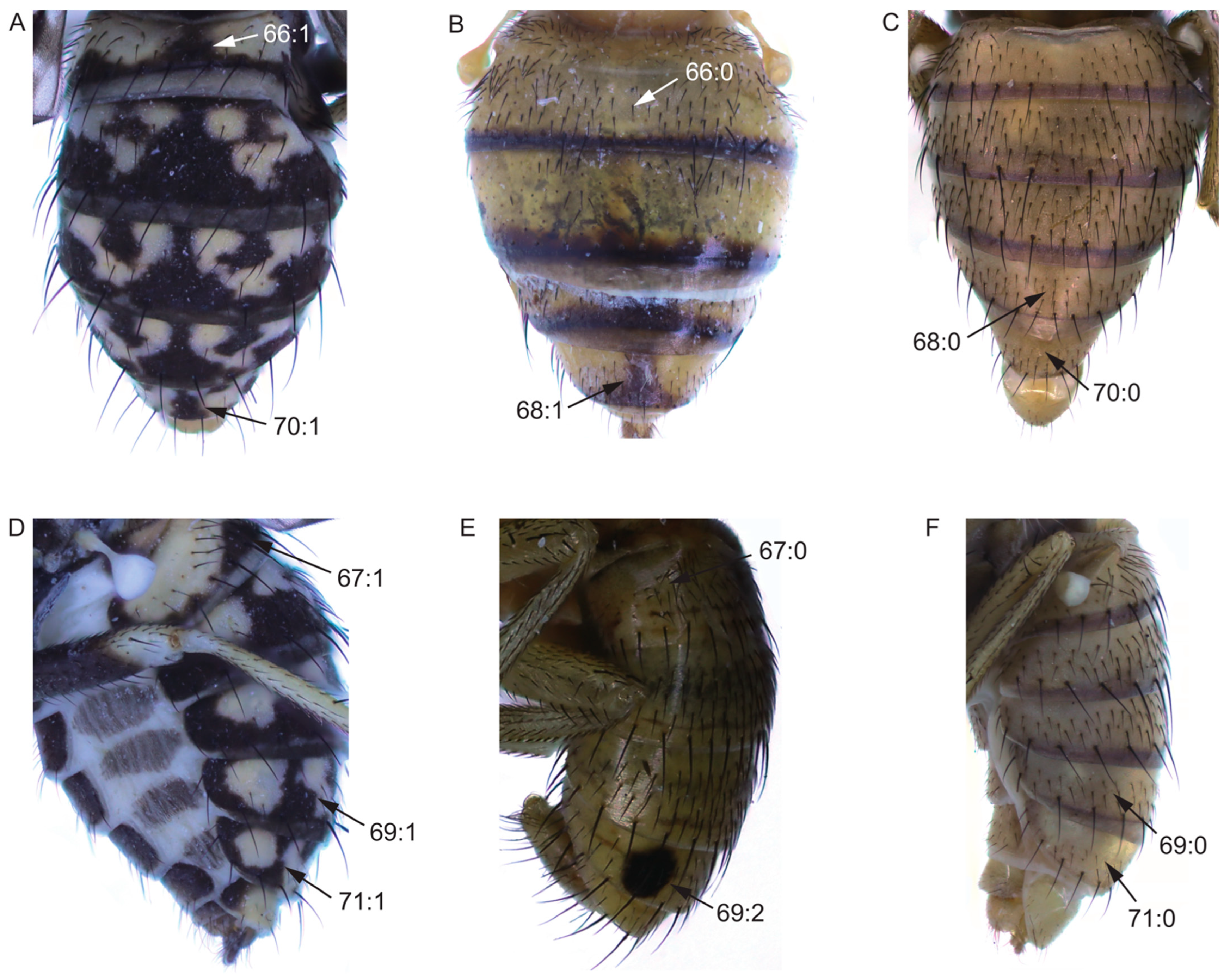 Insects 13 00665 g005 Insects 13 00665 g005