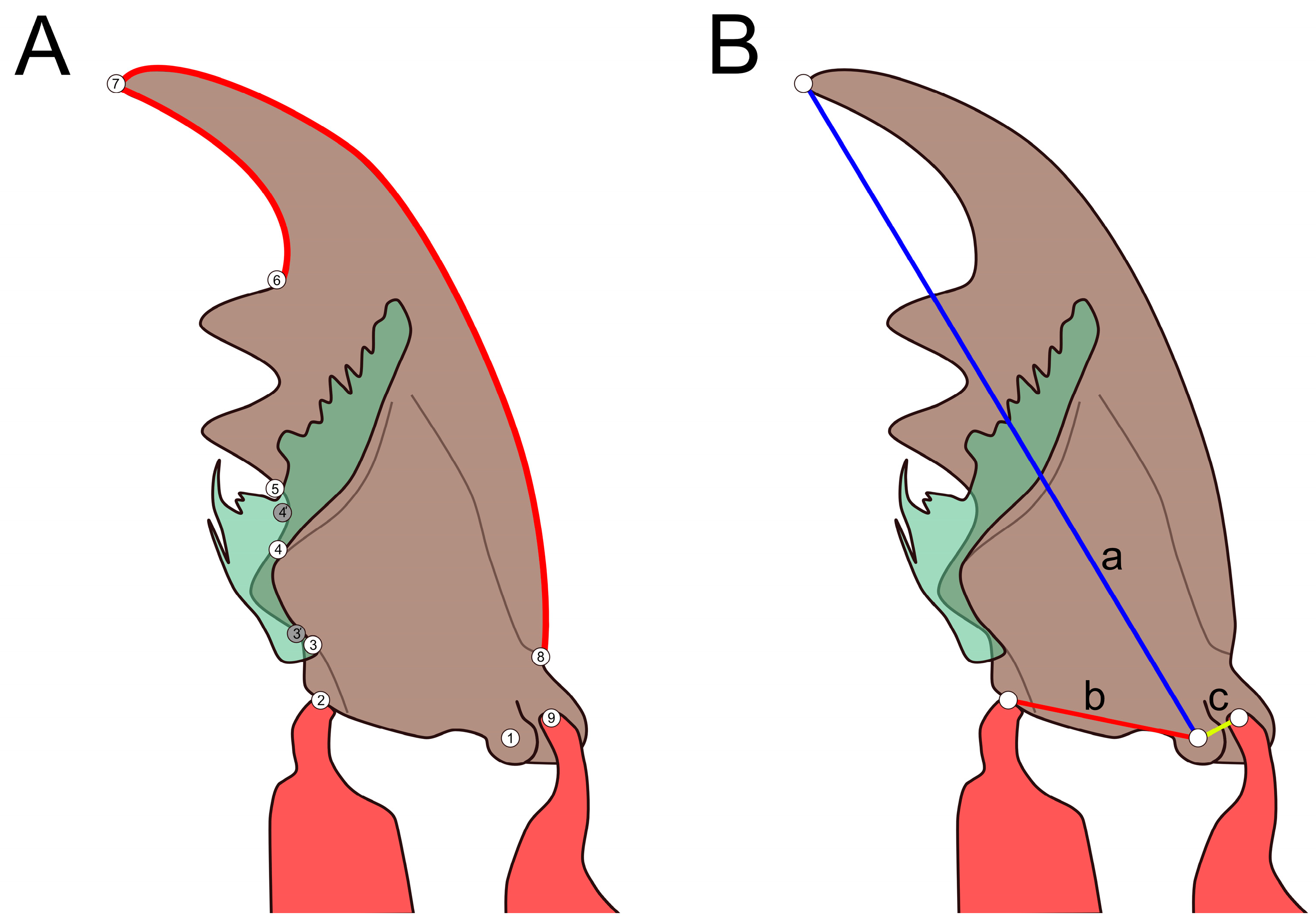 Insects 13 00667 g001 550