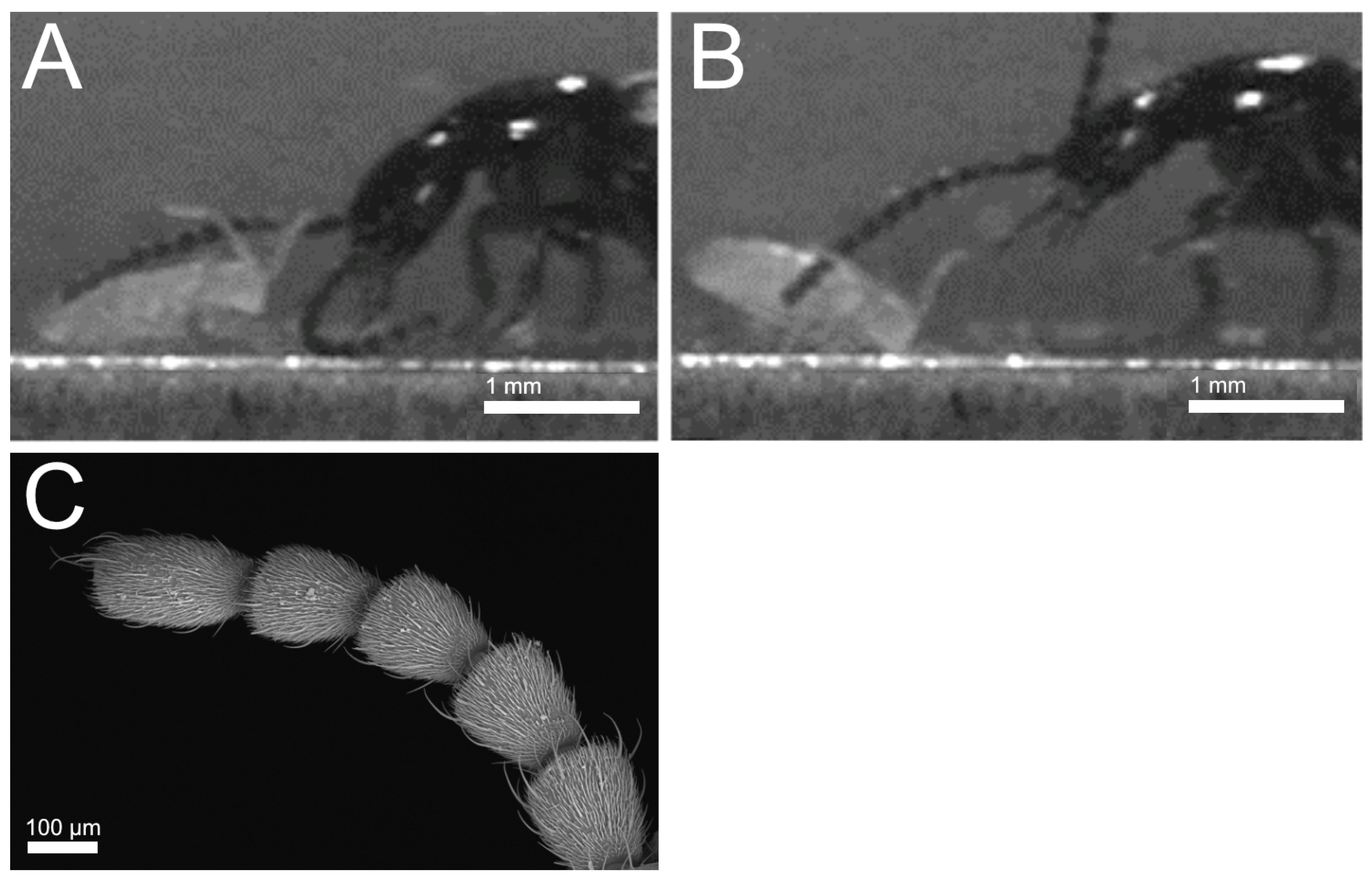 Insects 13 00667 g016 550