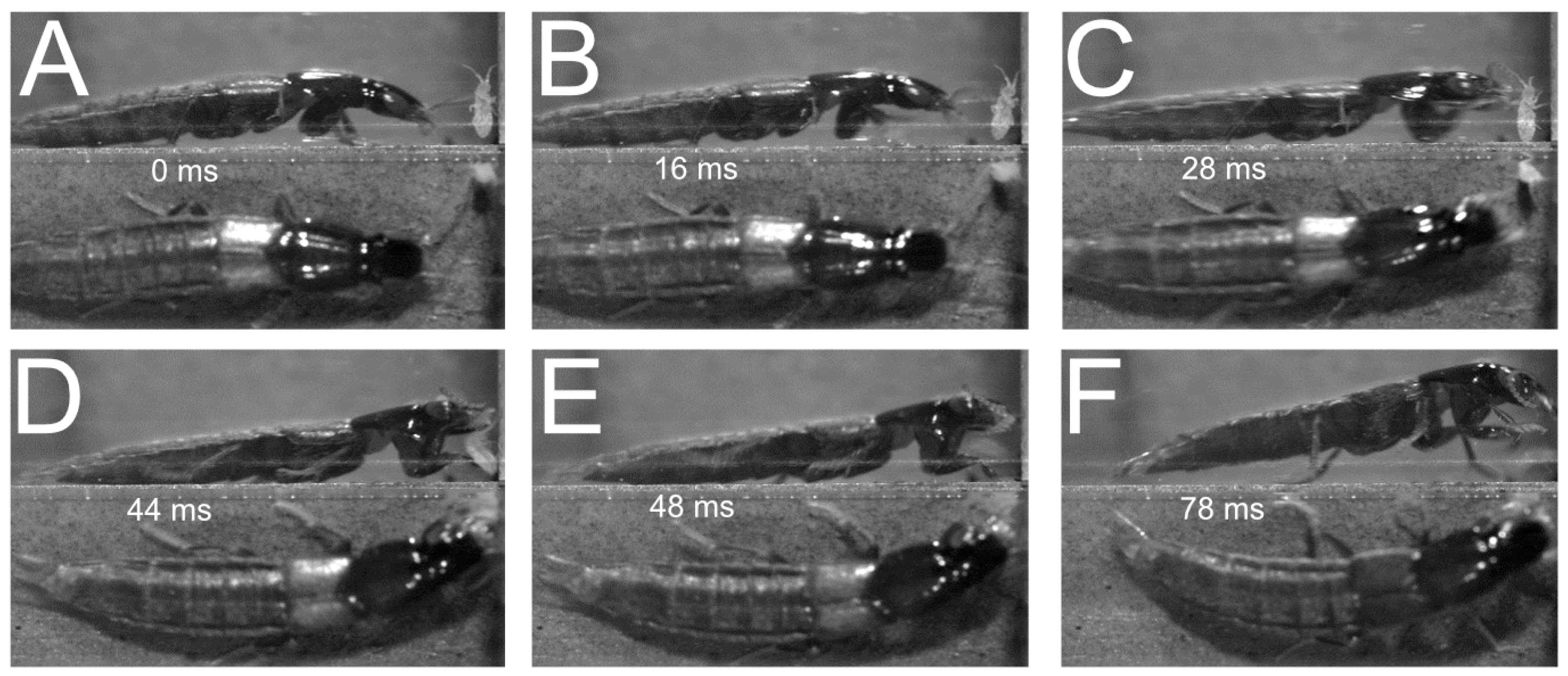 Insects 13 00667 g019 550