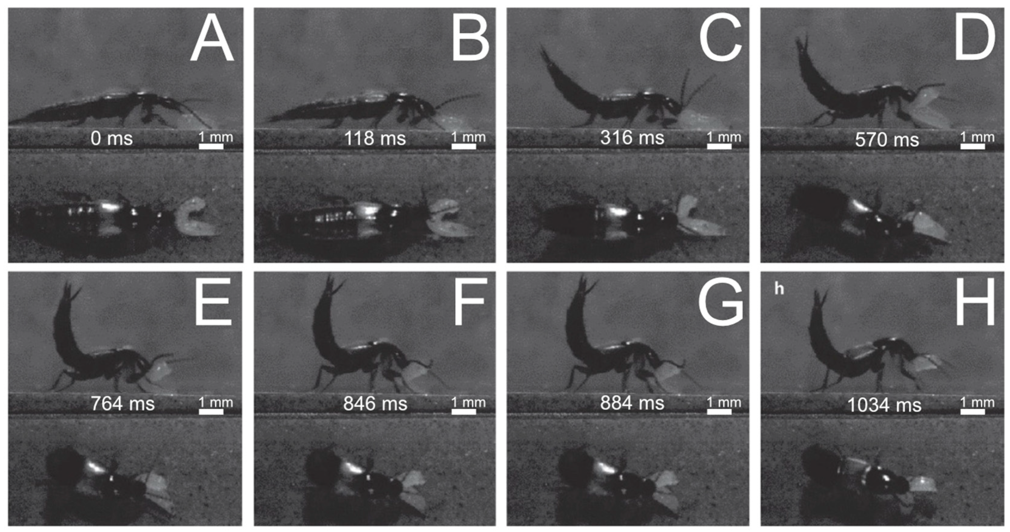 Insects 13 00667 g020 550