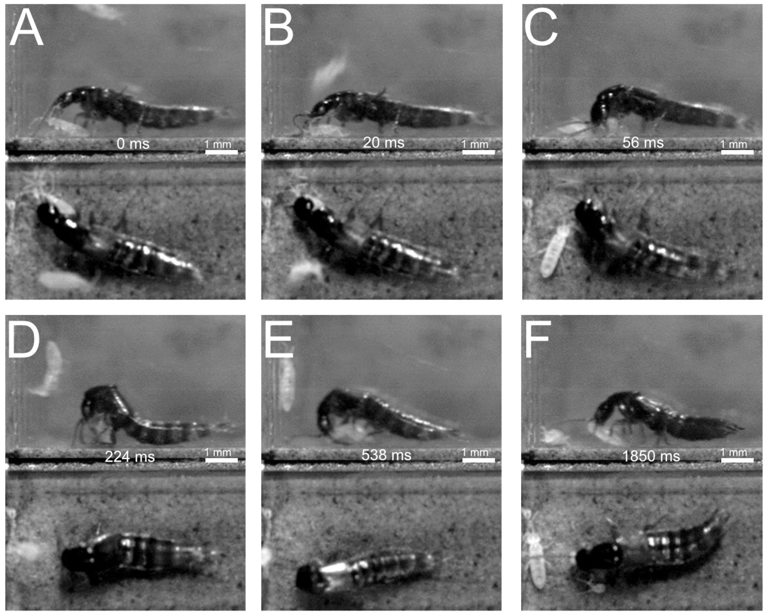 Insects 13 00667 g021 550