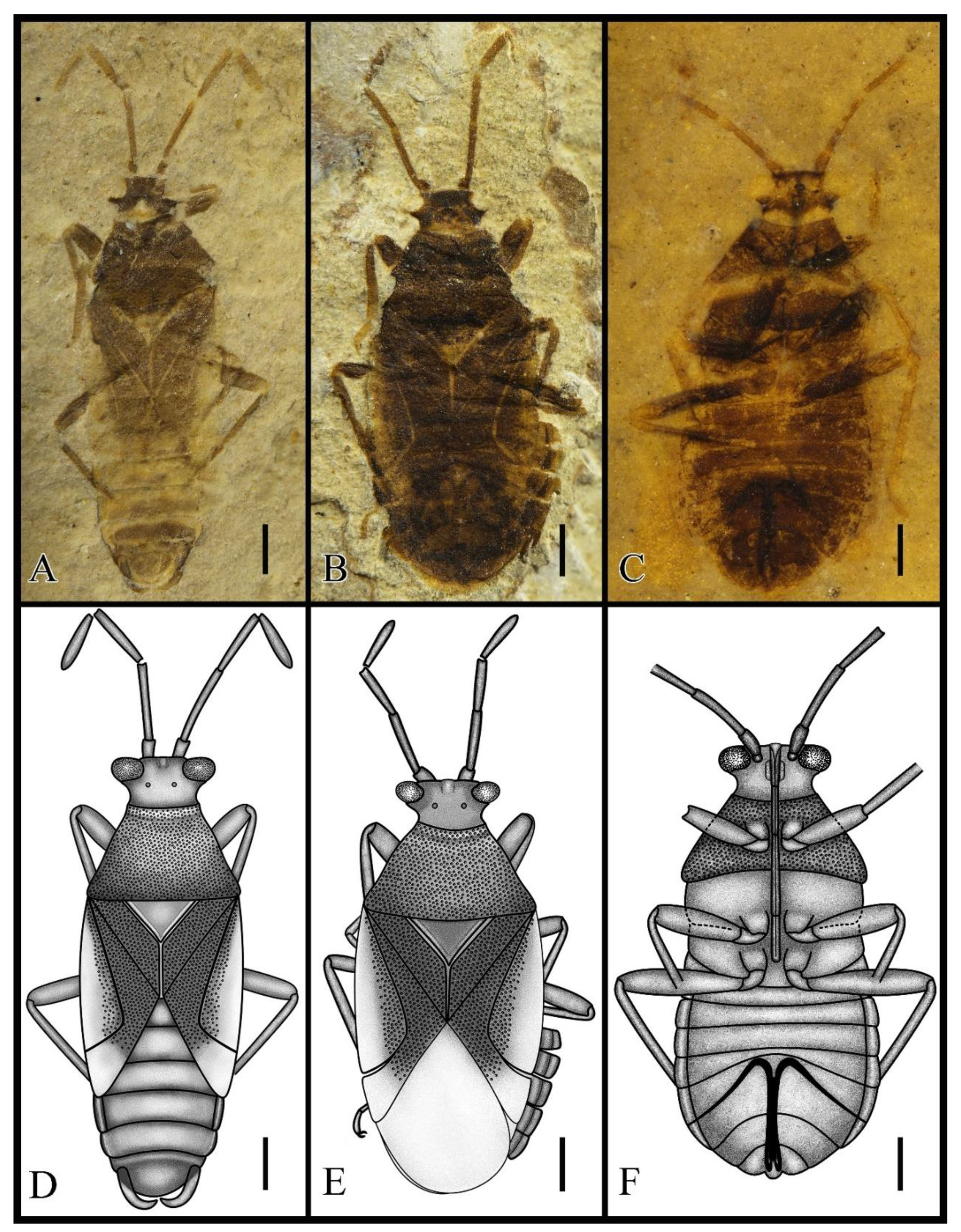 Insects Free Full Text New Cretaceous Bugs From Northeastern China Imply The Systematic Position Of Pachymeridiidae Hemiptera Heteroptera Html