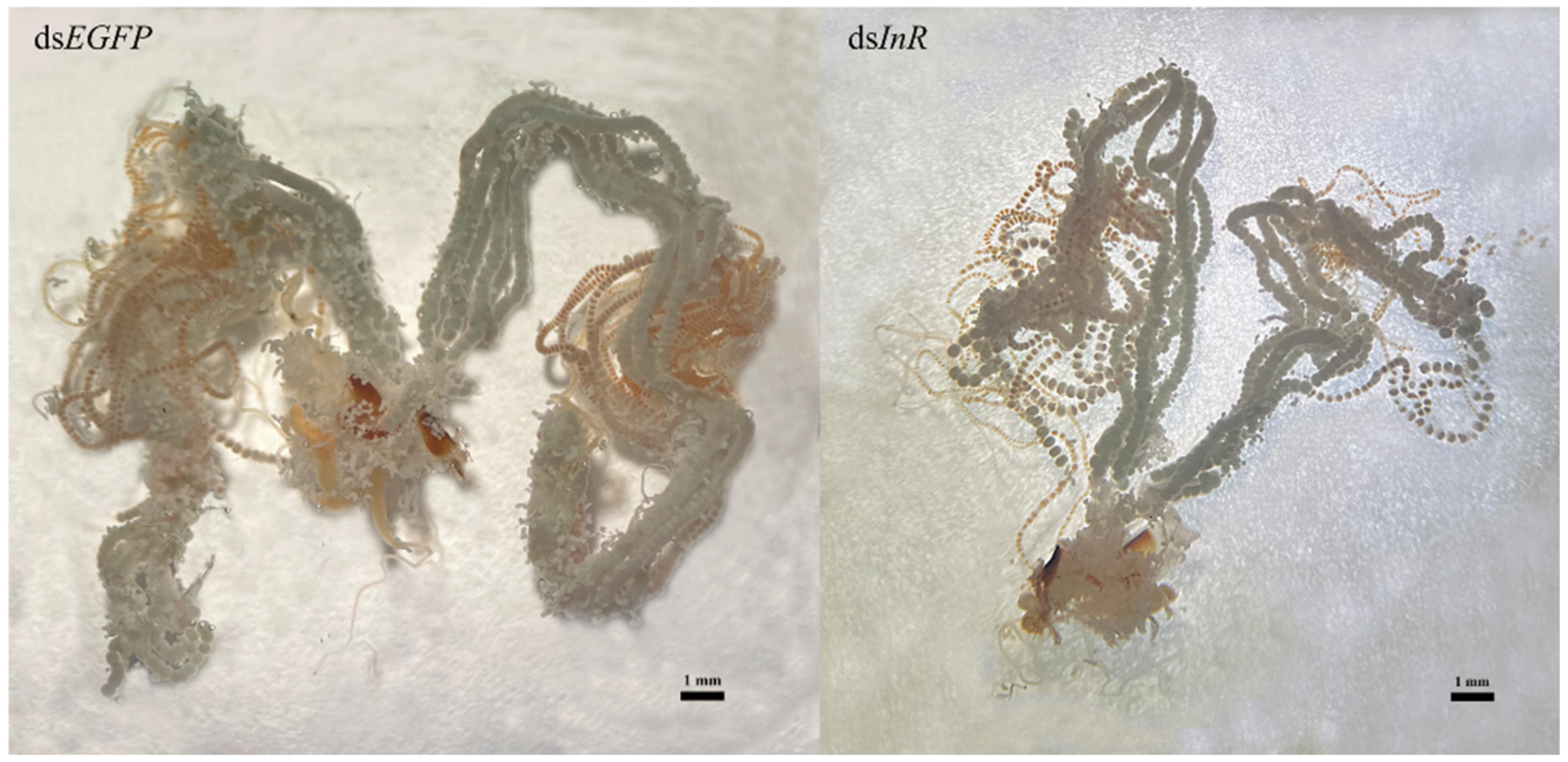 Insects 13 00701 g006