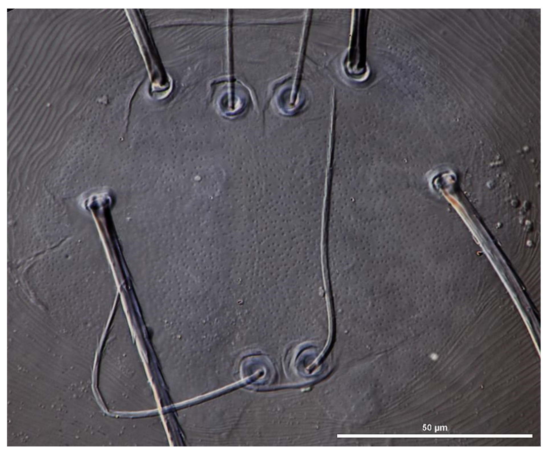 Insects 13 00706 g007 Insects 13 00706 g007