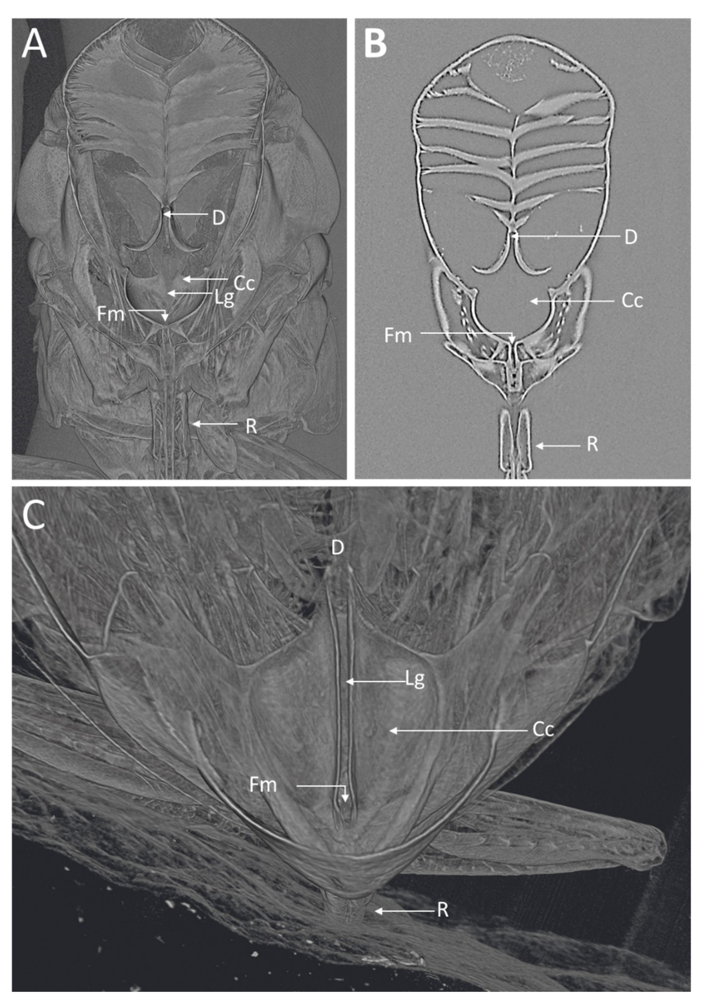 Insects 13 00710 g002 550