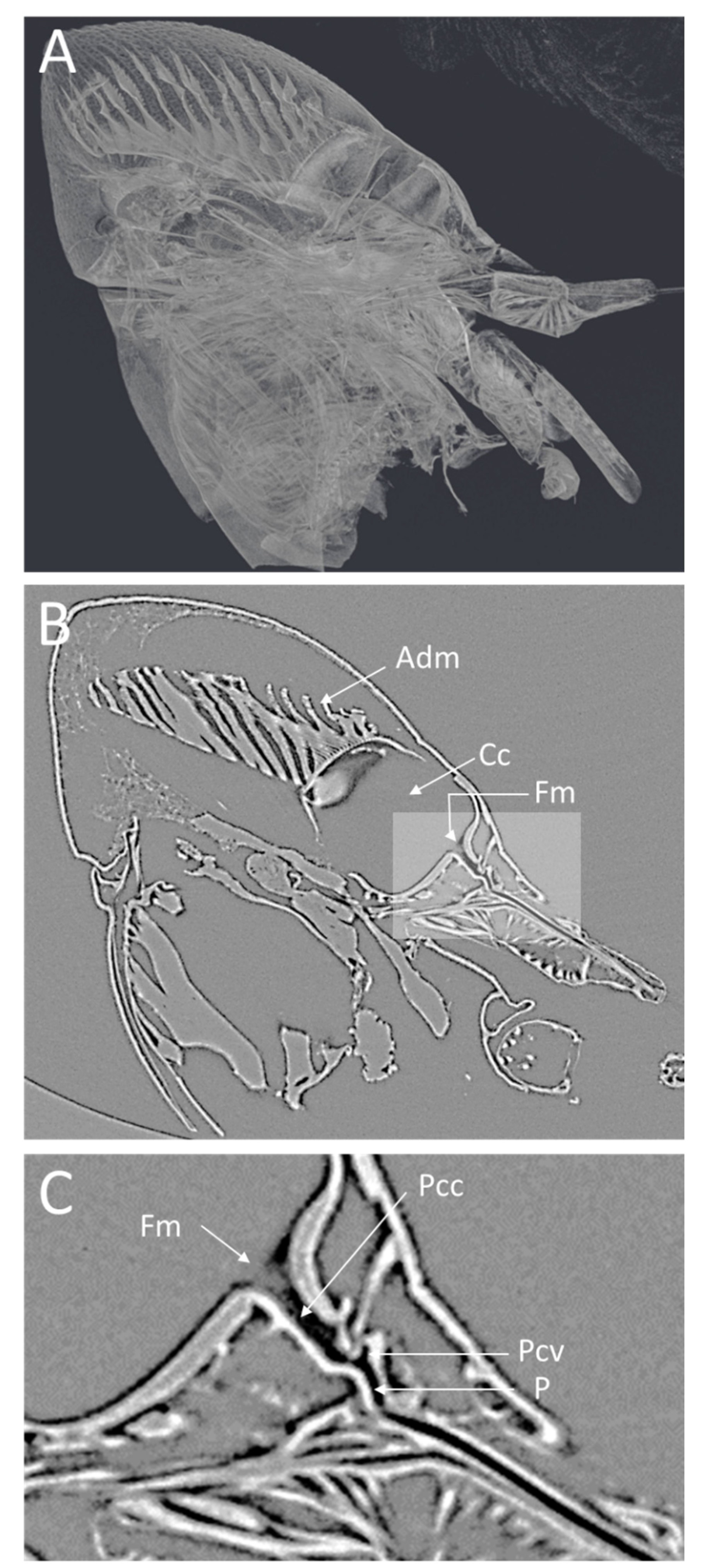 Insects 13 00710 g003 550