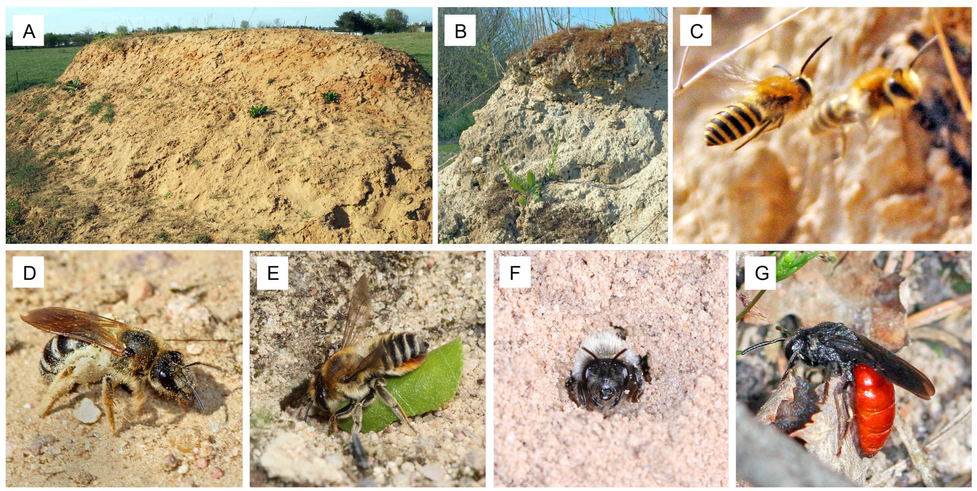 Insects 13 00726 g001