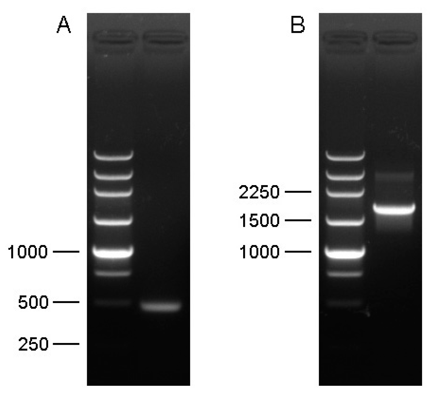 Insects 13 00731 g001 550