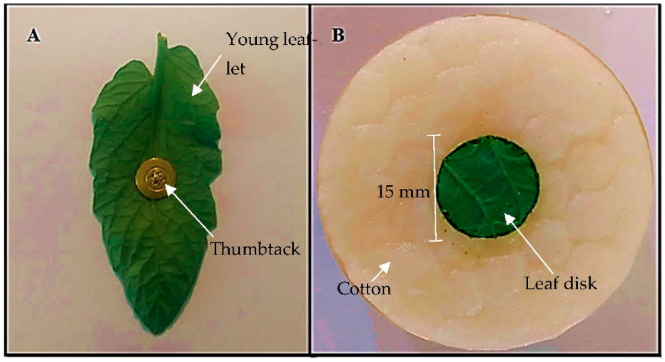 Insects 13 00738 g001 550