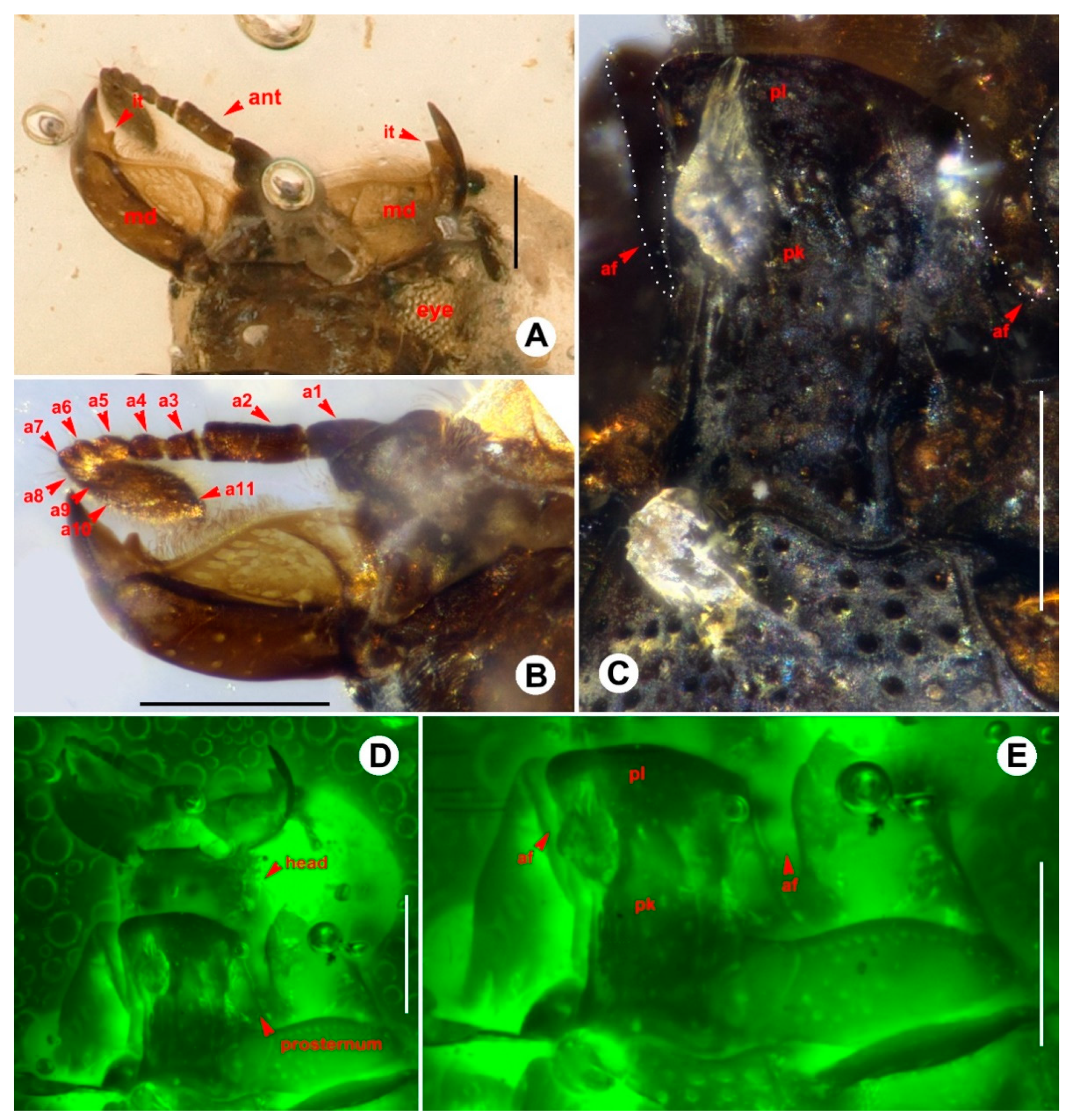 Insects 13 00746 g002