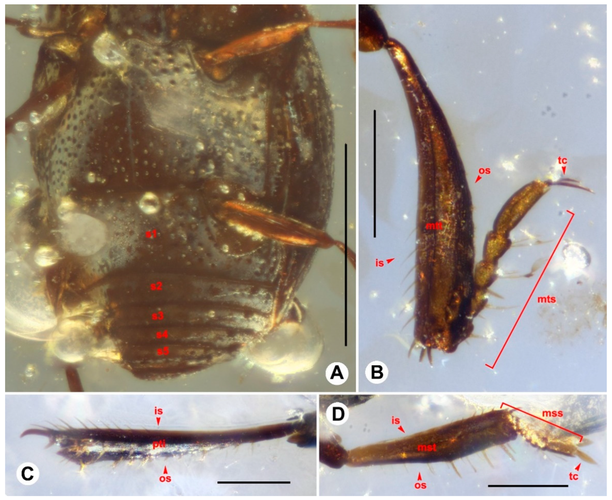 Insects 13 00746 g003