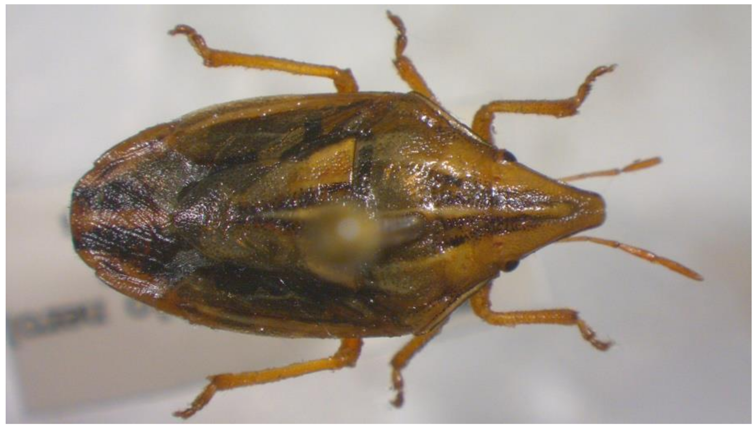 Insects 13 00749 g005 Insects 13 00749 g005